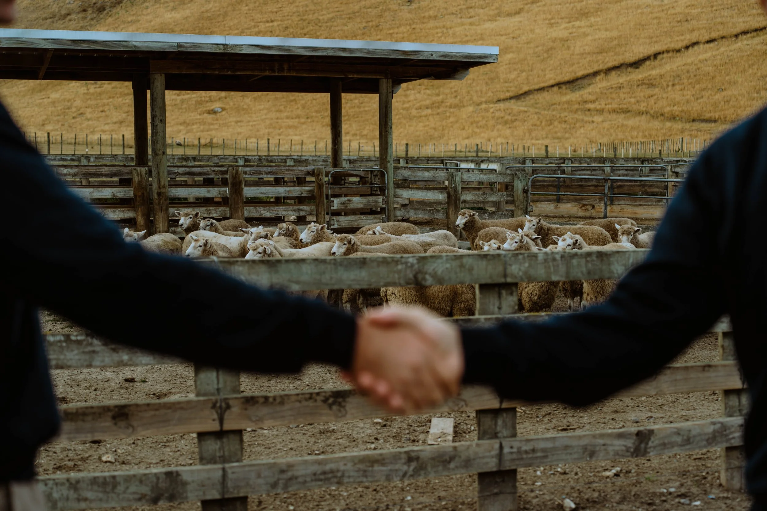 Flock of sheep resting in a fenced outdoor pen with a wooden shelter, hills in the background.