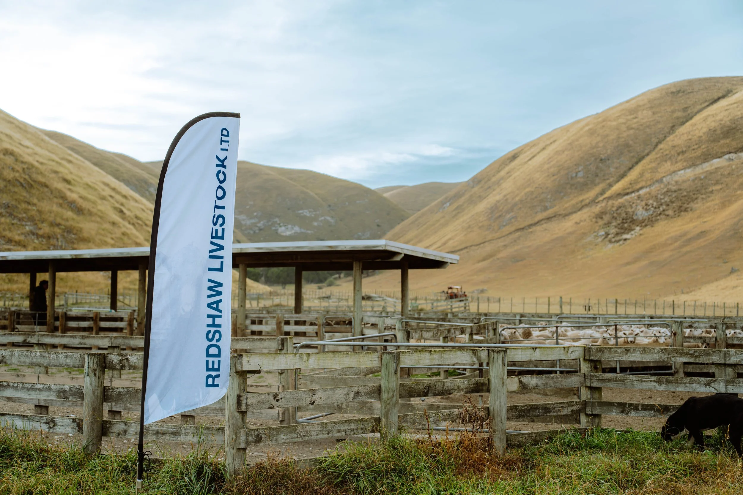 A white banner with blue text reads 'REDSHAW STOCK LTD' and is displayed outdoors near a wooden fence with sheep in an enclosed area, set against rolling hills and a cloudy sky.