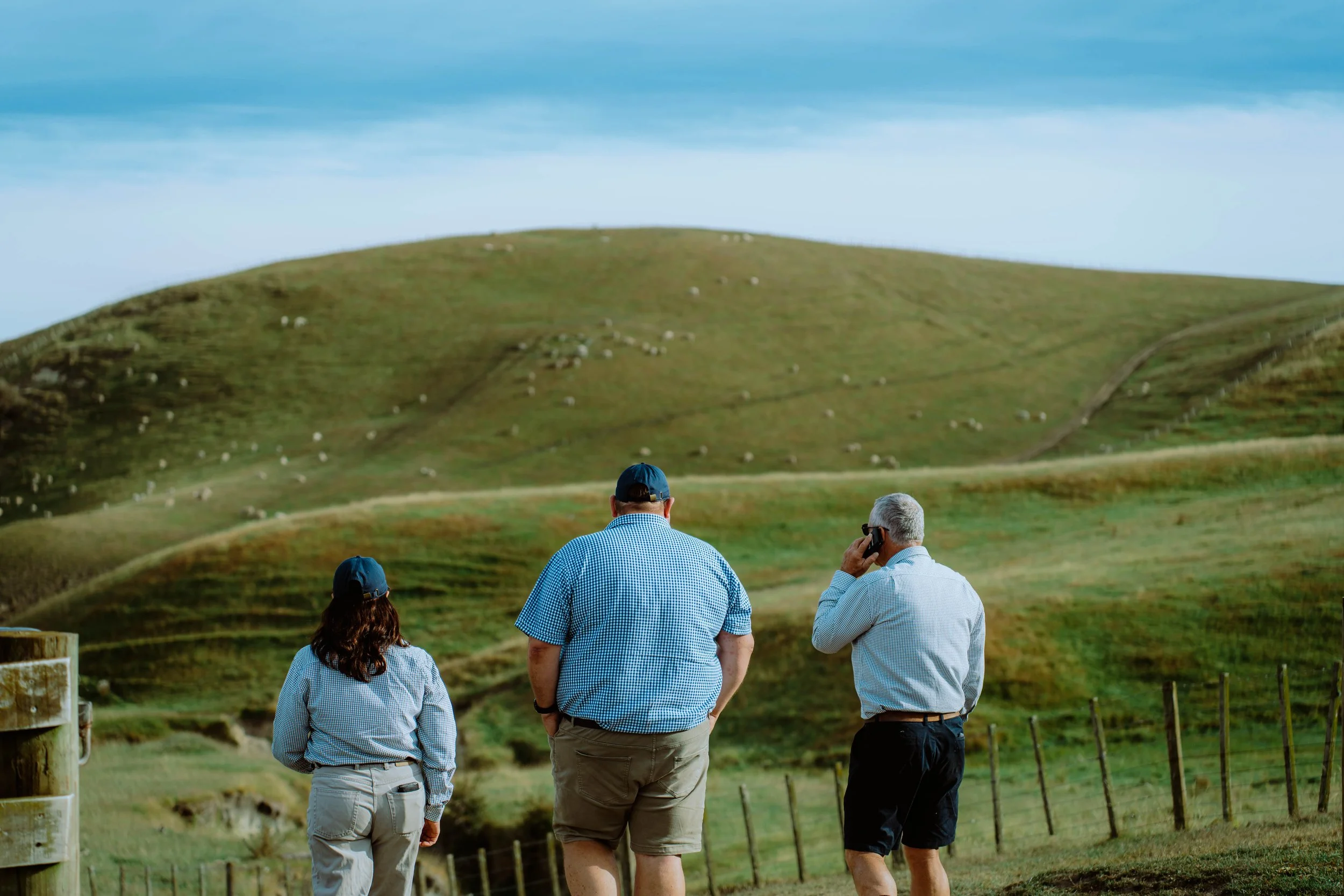 Four people walking in a grassy park with hills and sheep in the background under a blue sky.