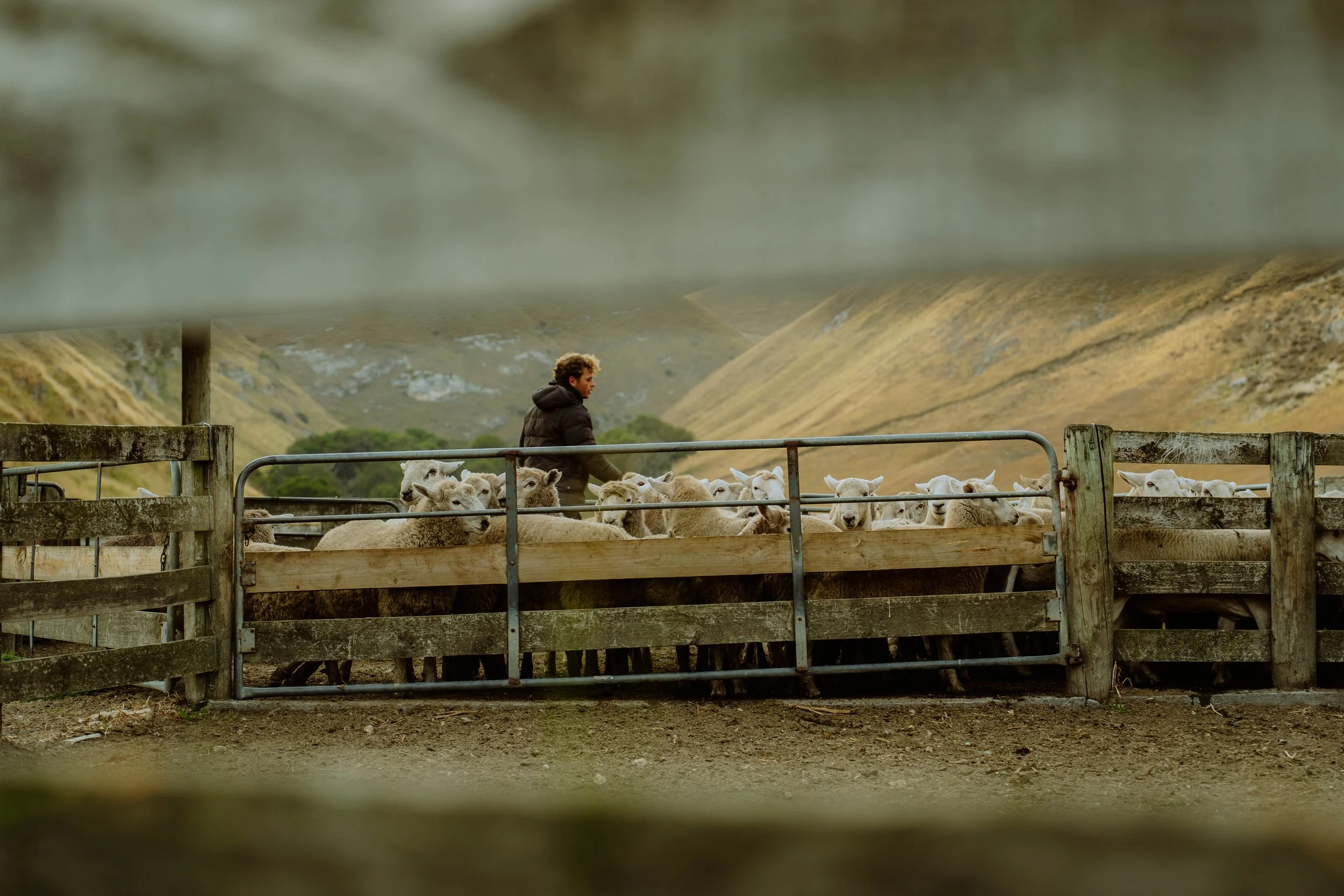 A person with curly hair wearing a dark jacket herding sheep into a fenced enclosure in a hilly rural landscape.