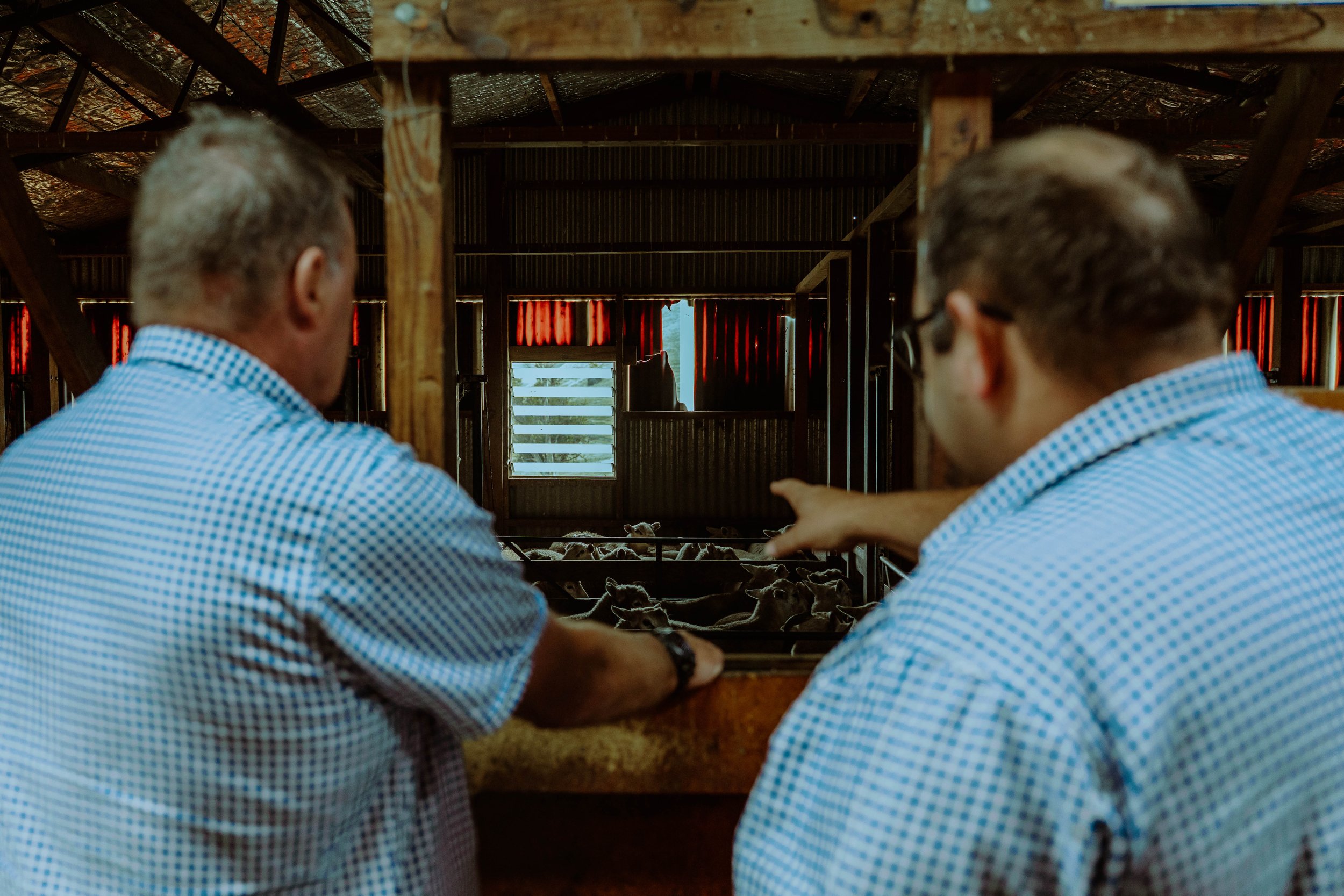Two men with short hair and wearing light blue checkered shirts are sitting inside a barn, tending to a group of sheep.