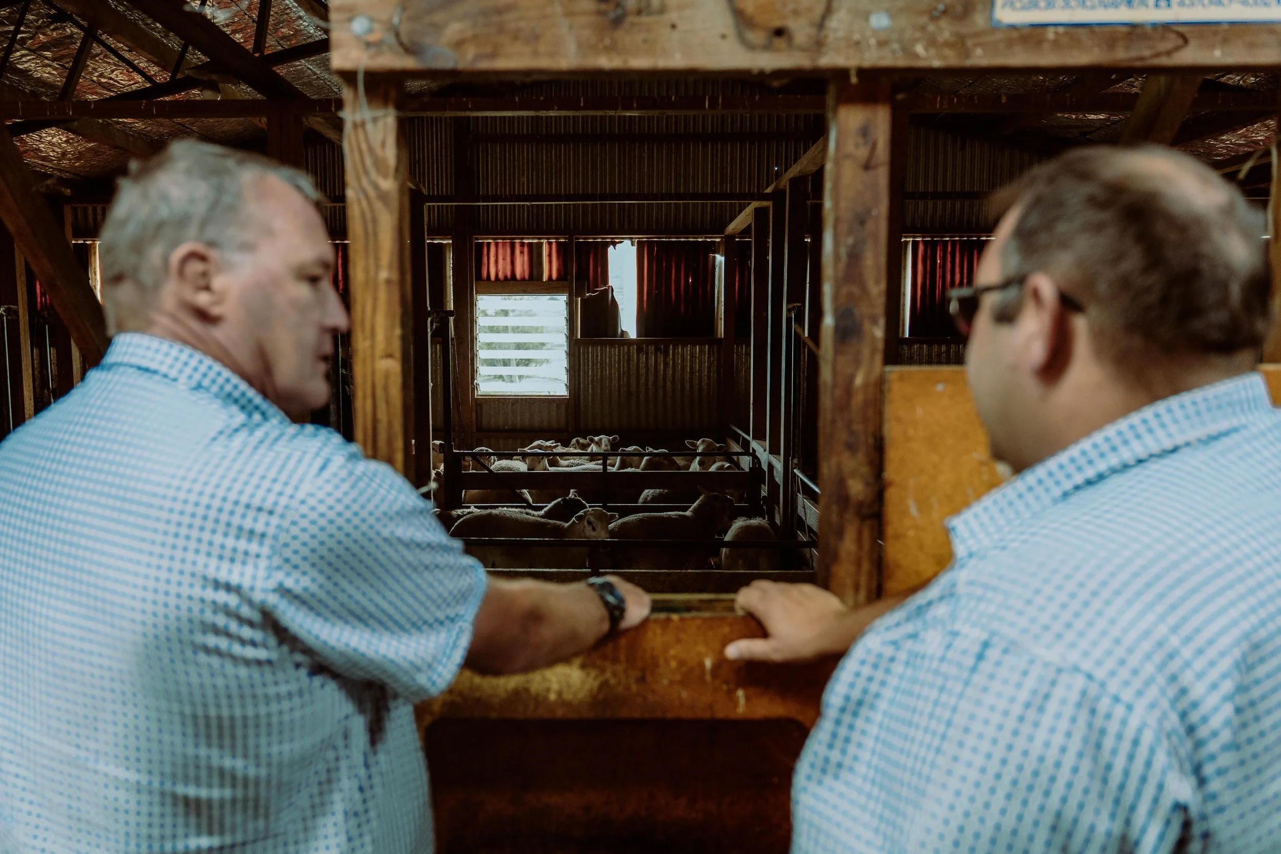 Two men in blue checkered shirts looking at sheep in a barn with wooden walls and red curtains.
