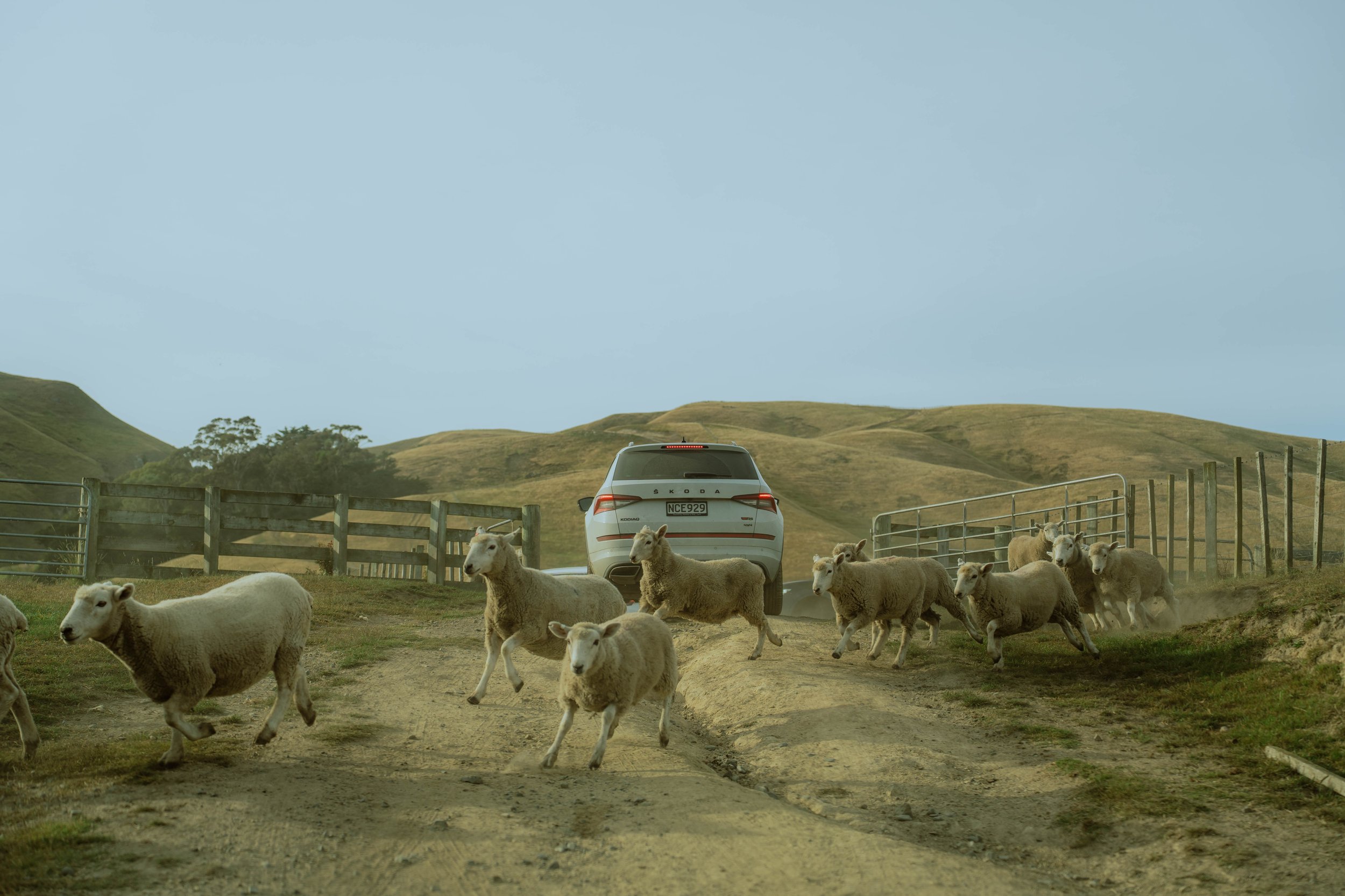 A herd of sheep walking on a dirt road near a fenced pasture, with a white car and rolling green hills in the background under a cloudy sky.
