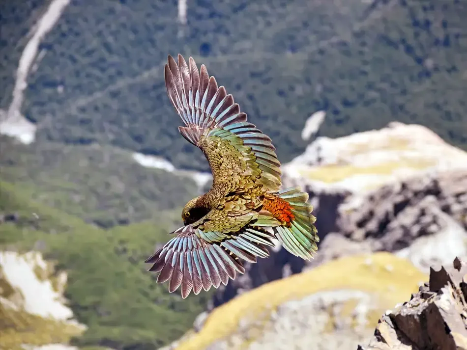A colorful kea bird with outstretched wings flying over rocky terrain with green hills and mountains in the background.