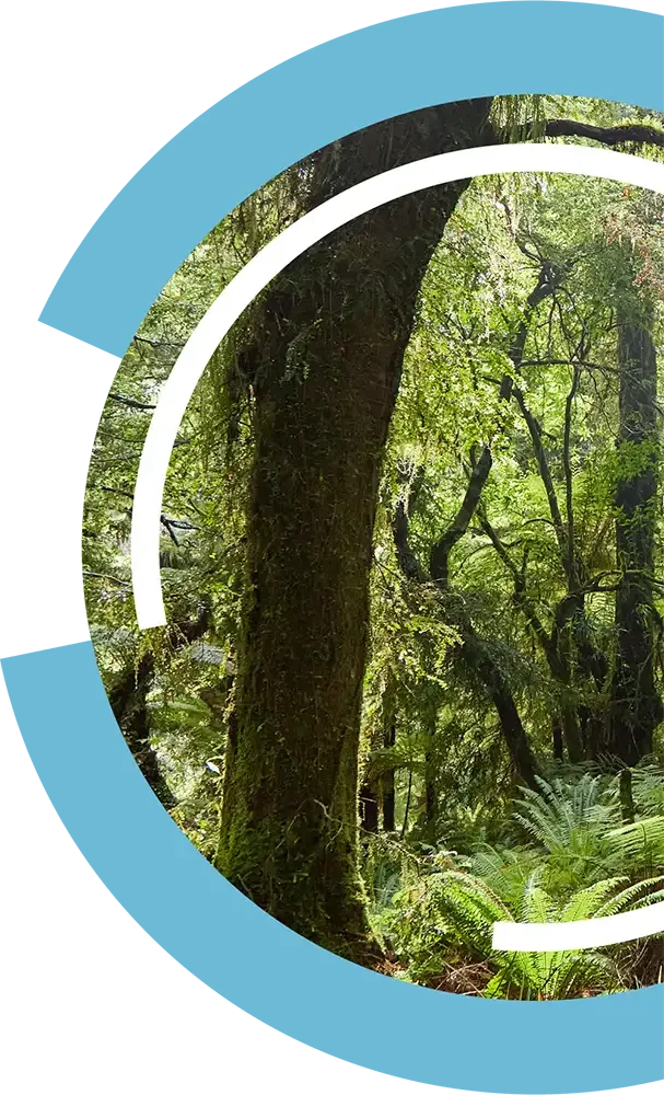A lush green forest with tall trees and ferns, viewed through a circular cutout, with the text "Simple Steps to Make a Difference."
