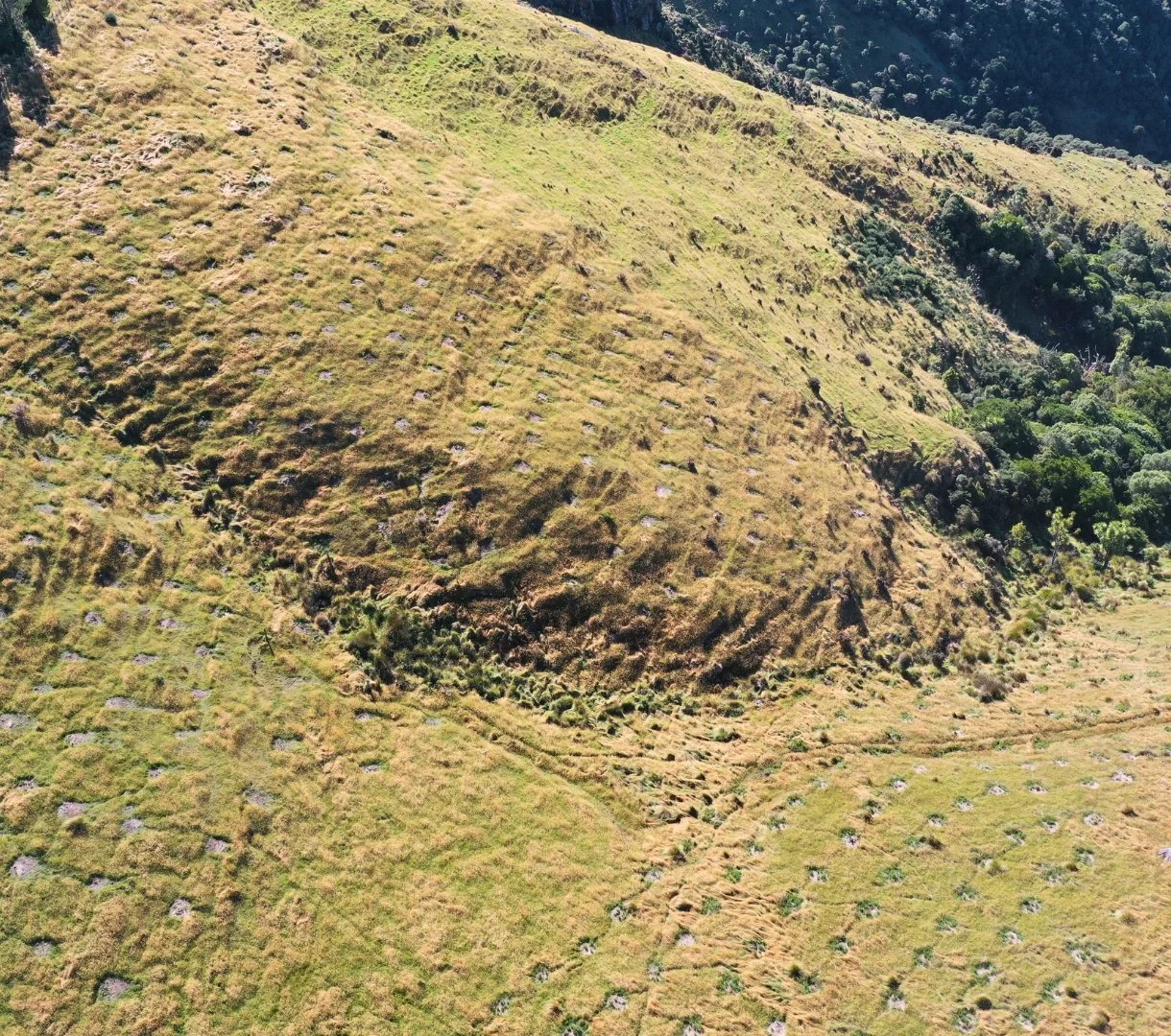 Alternative Species Transitional Forestry: A Case Study