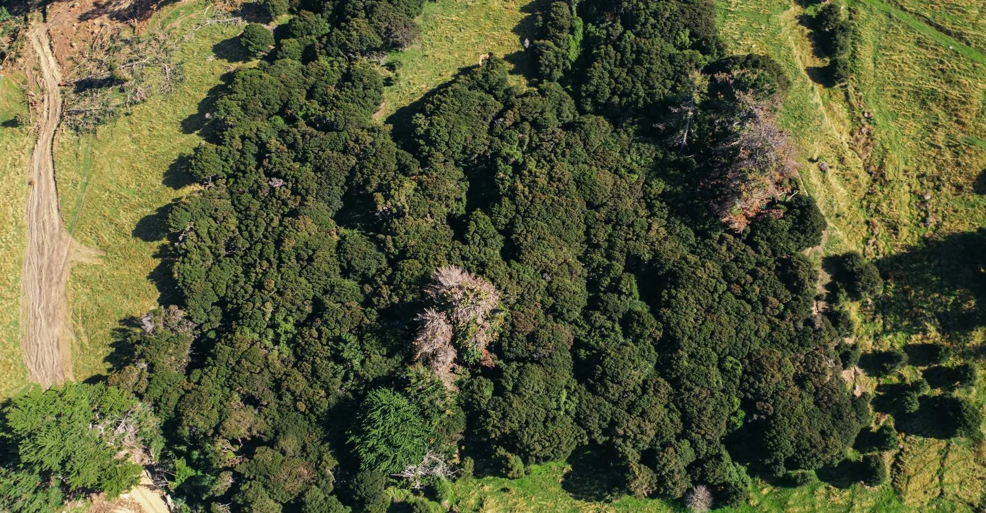 An aerial of New Zealand natives trees on a farm in the Canterbury region