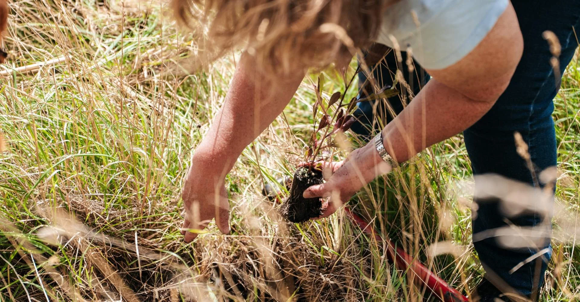 A woman bending over long grass preparing the ground to plant a native tree