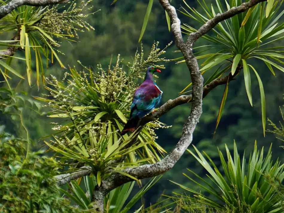 Colorful Kereru bird perched on a tree branch surrounded by green tropical plants.