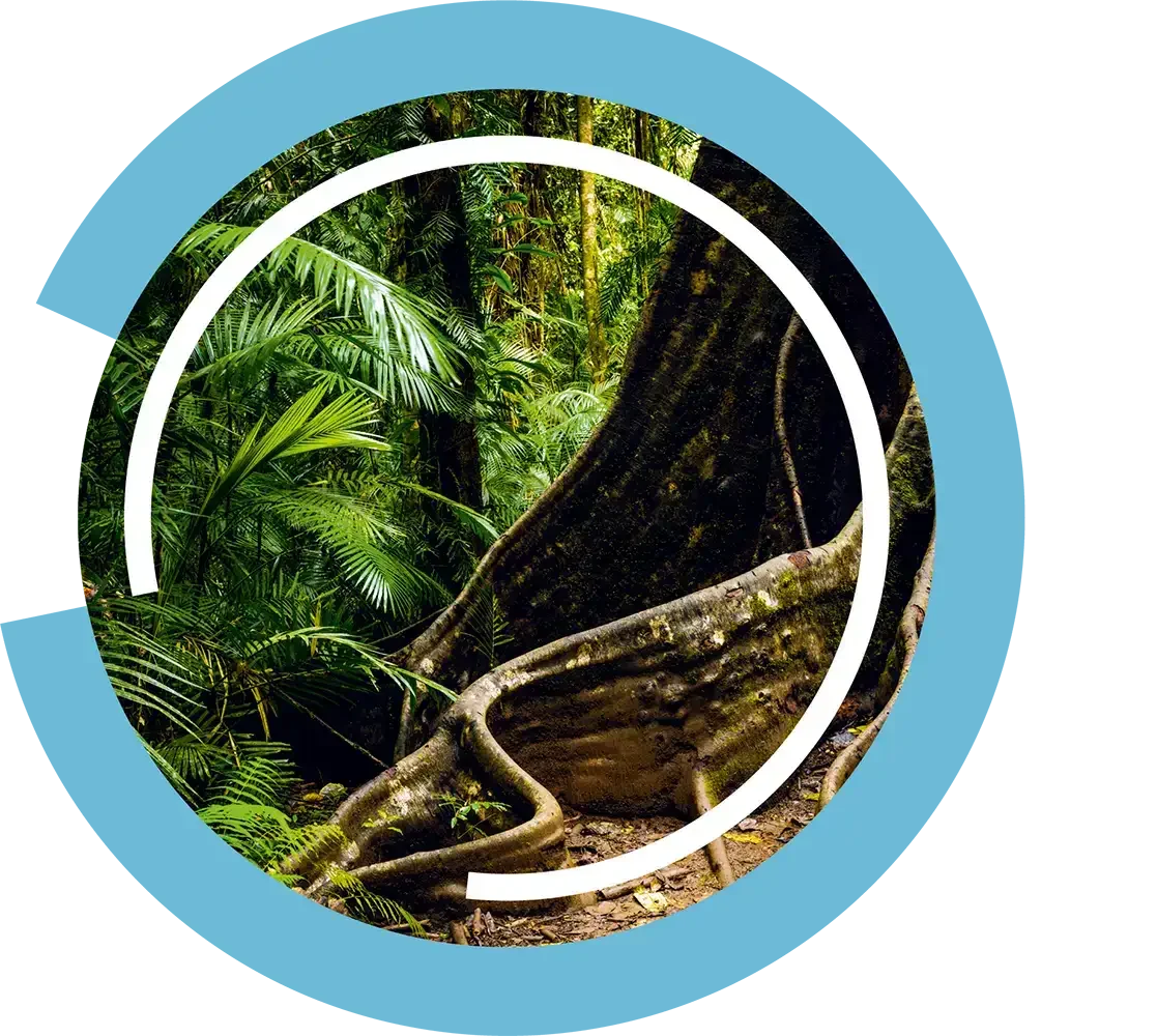 Dense tropical rainforest with large roots and lush green foliage, with the text "How We Can Help."