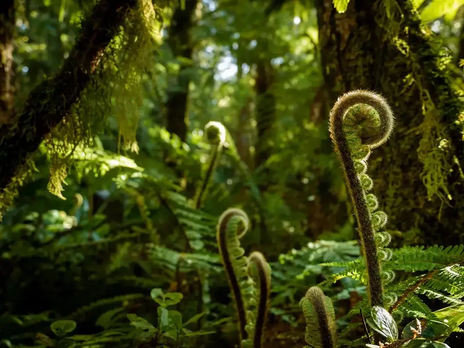Ferns with curled new fronds in a lush, green forest with sunlight filtering through the canopy.
