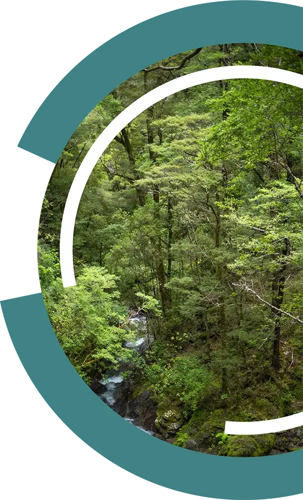 Dense green forest with small stream flowing through mossy rocks.