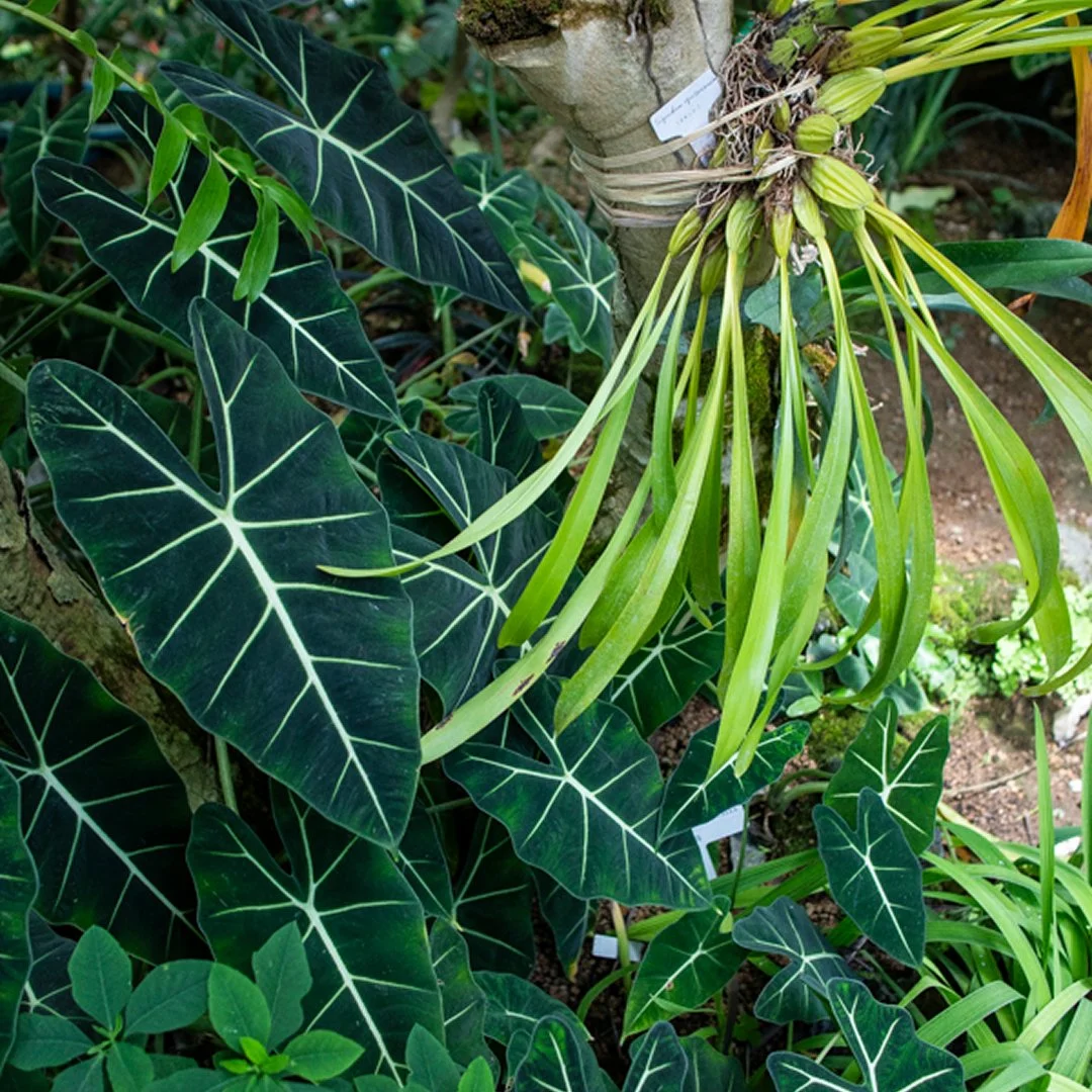 Plants Texture Close Up