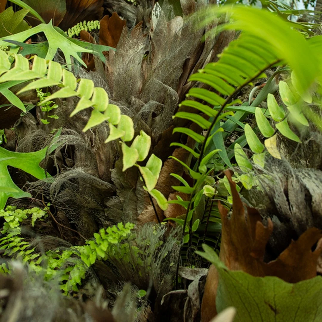 Plant Texture Close Up