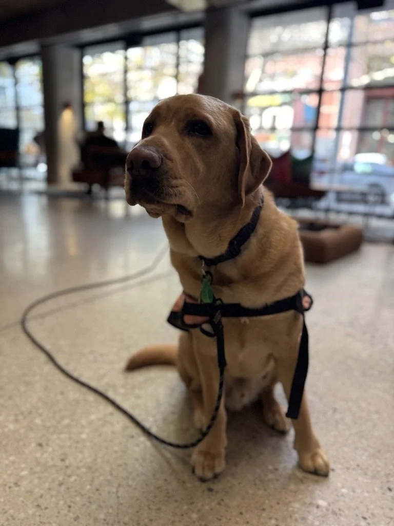 A yellow Labrador retriever dog sitting indoors, wearing a harness and collar, with a leash attached, in a lobby area with large windows and natural light.