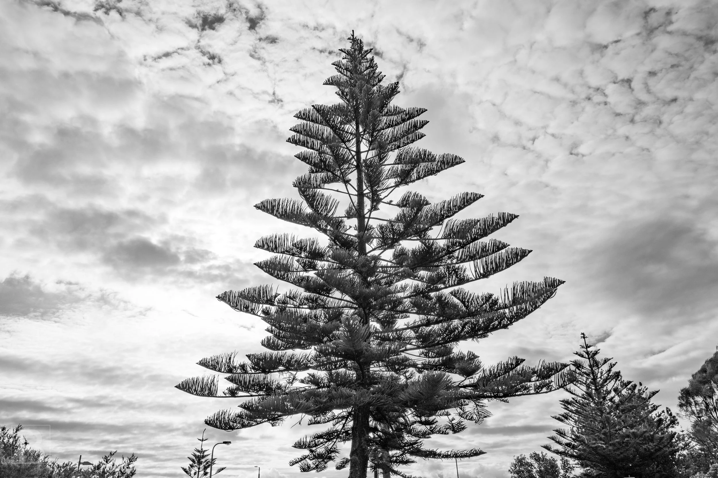 A Norfolk pine rises with calm symmetry into a dramatic clouded sky
in this black-and-white study of natural structure.