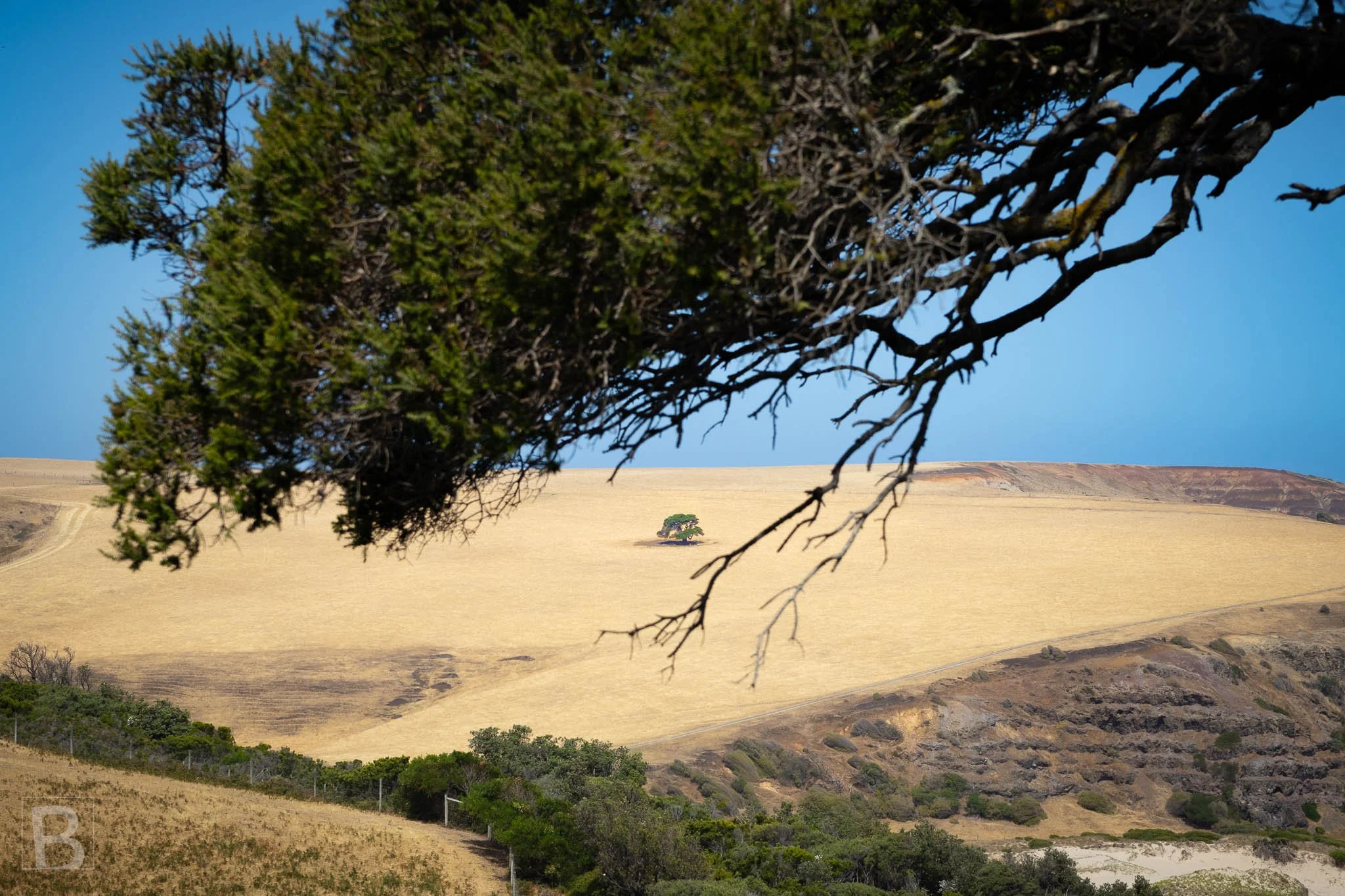 A sculptural coastal tree reaches across sunlit dunes, framing a spare
landscape shaped by salt, sand and wind.