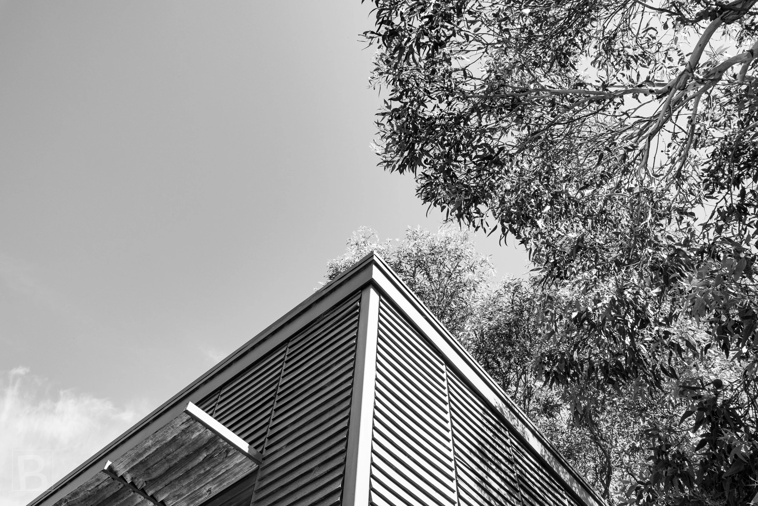 The clean angle of a weatherboard gable meets the irregular canopy
above in a study of built and natural form.
