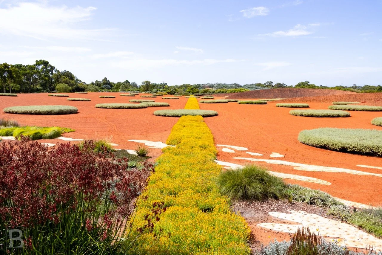 Vivid red earth and carefully arranged native planting form a
geometric landscape of colour, texture and cultivated order. At Cranbourne botanic gardens