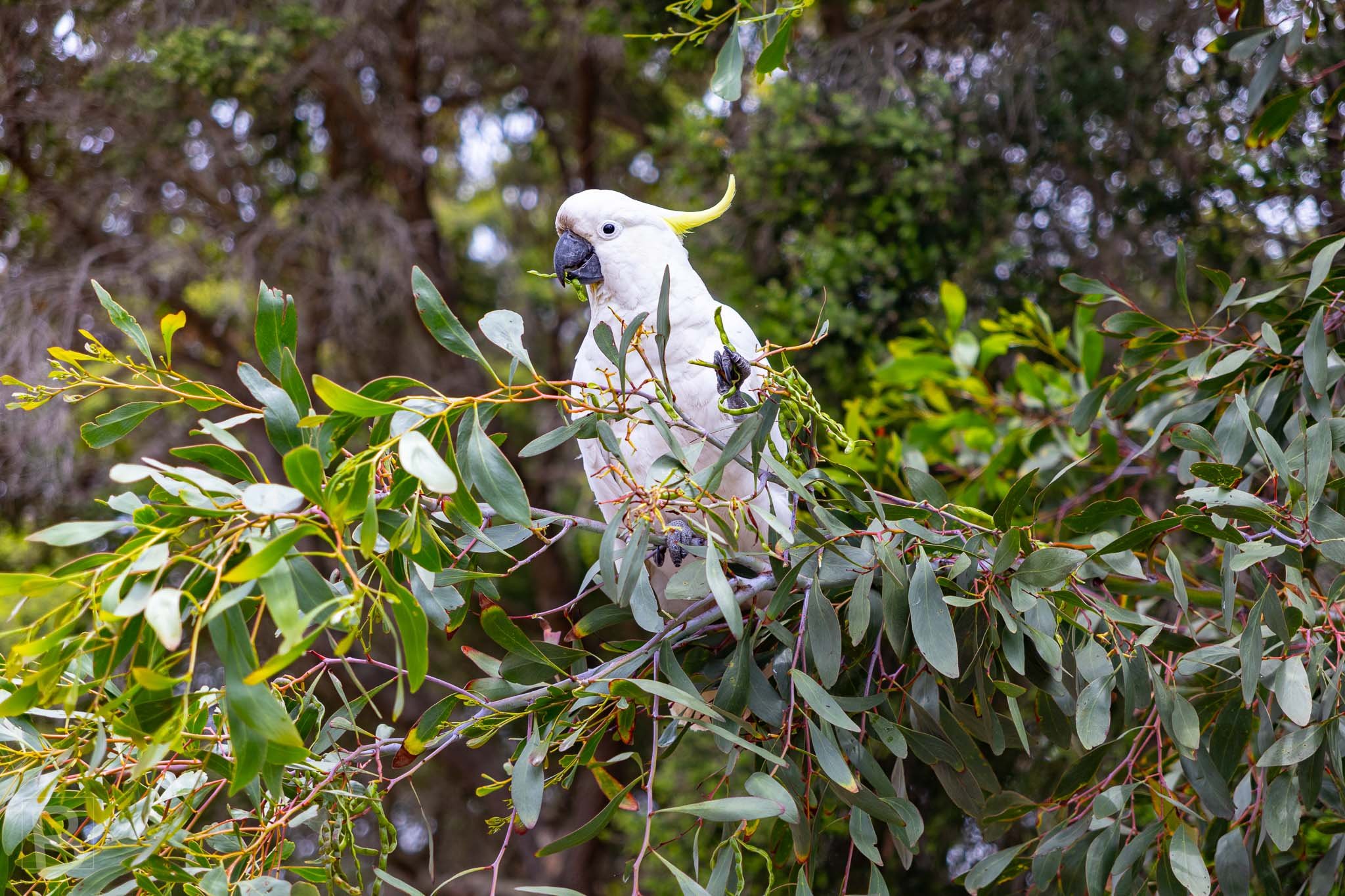 A white cockatoo pauses among native foliage, its pale plumage and
yellow crest standing out against the layered bush.