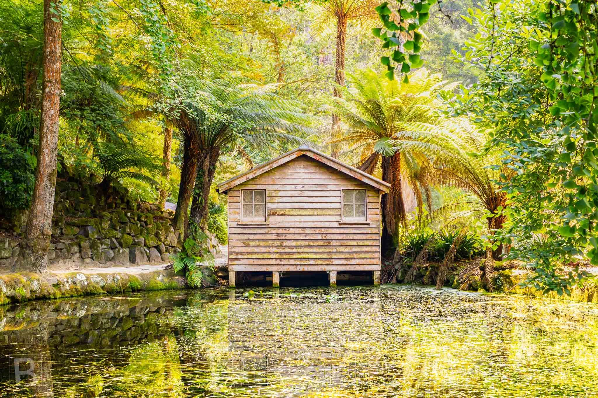 A rustic timber boathouse sits quietly among tree ferns, reflected in
garden water and warmed by filtered sunlight.