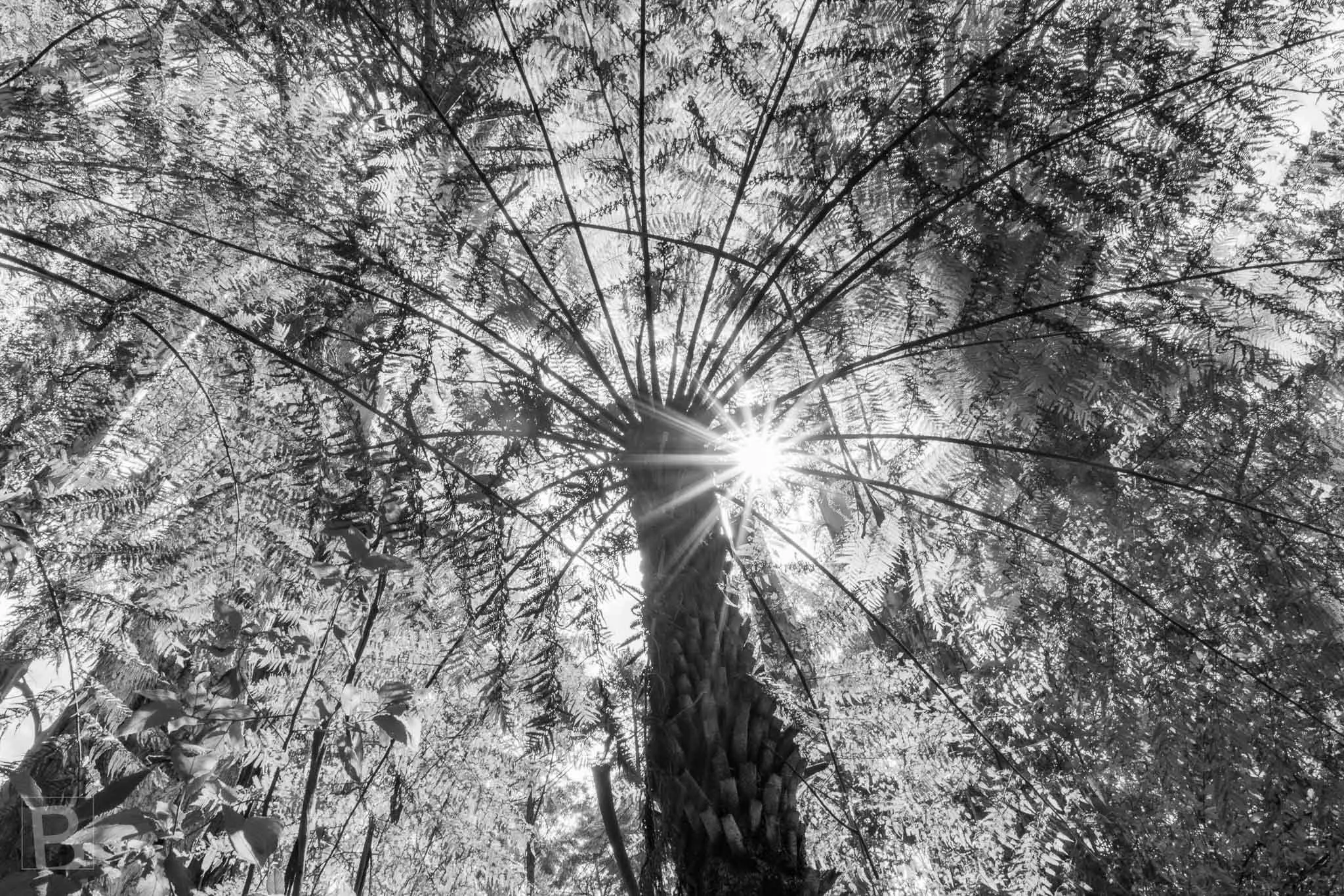 Sunburst Through Tall Forest.jpg