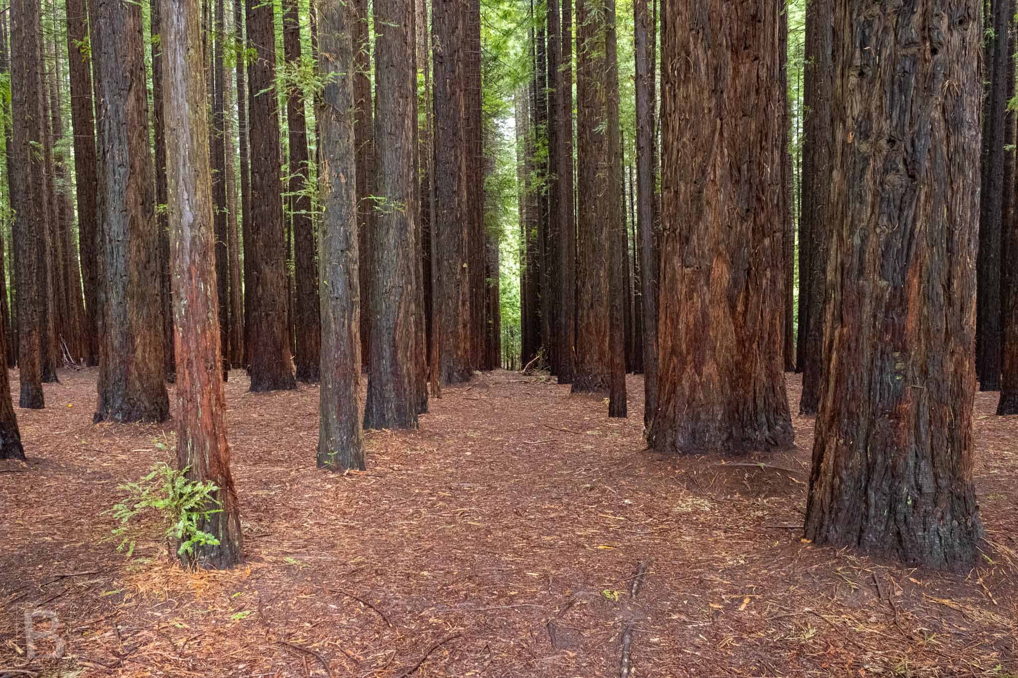 A young sapling glows among towering redwood trunks, bringing
scale, repetition and a sense of renewal to the forest.