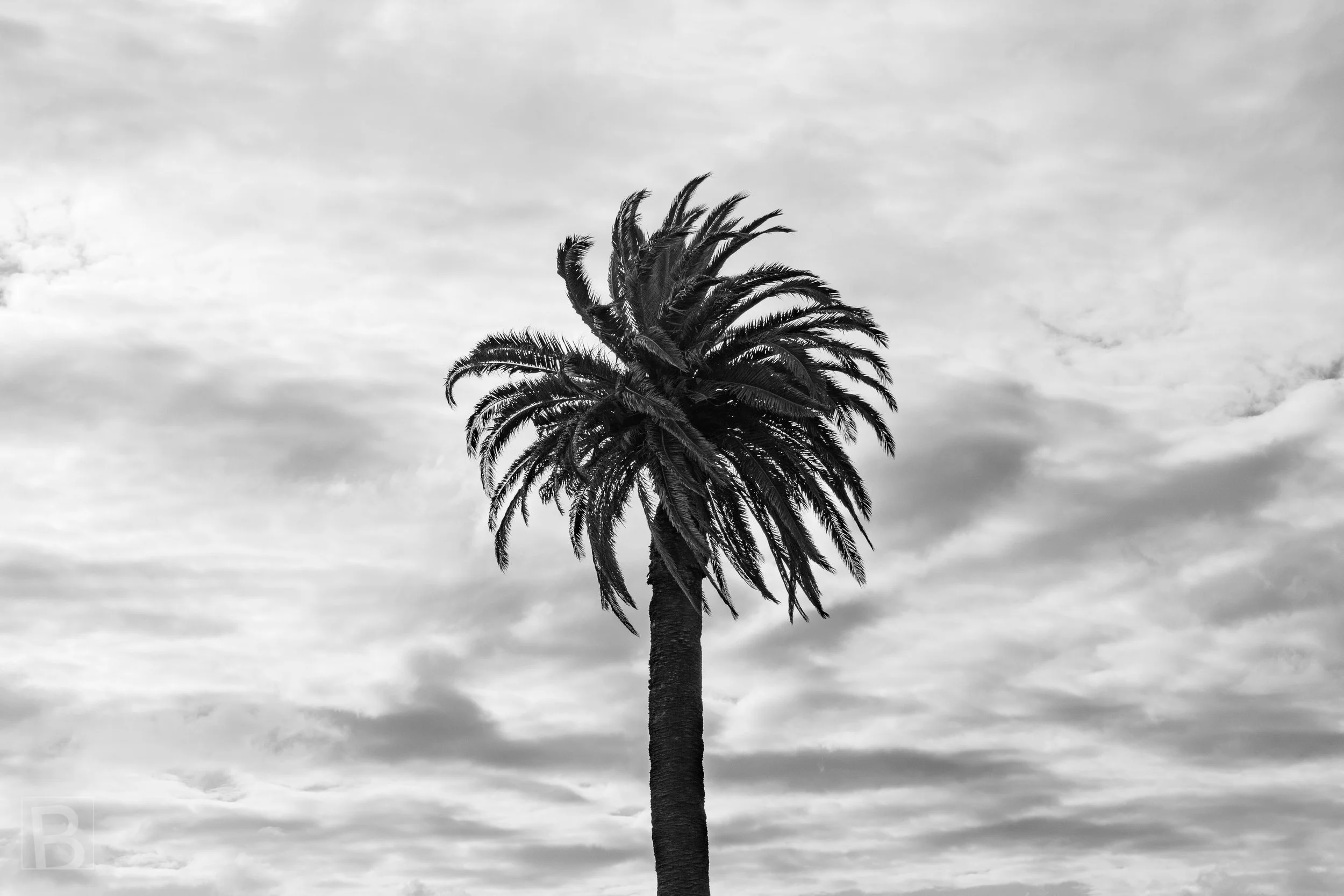 A single palm bends into a restless sky, its sculptural silhouette set
against sweeping clouds in black and white.
