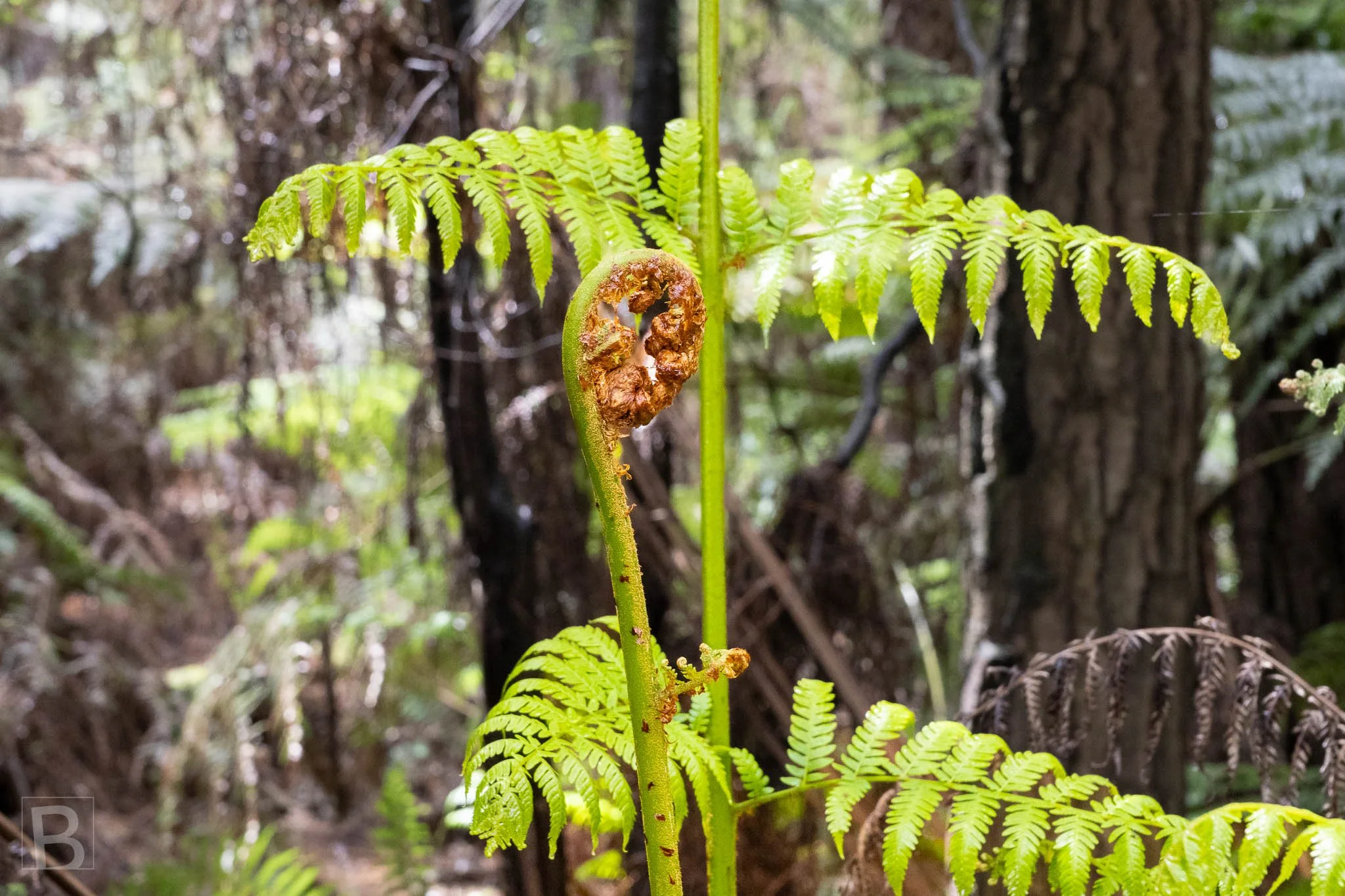 A young fern unfurls with intricate symmetry, highlighting the colour
and quiet renewal found close to the forest floor.