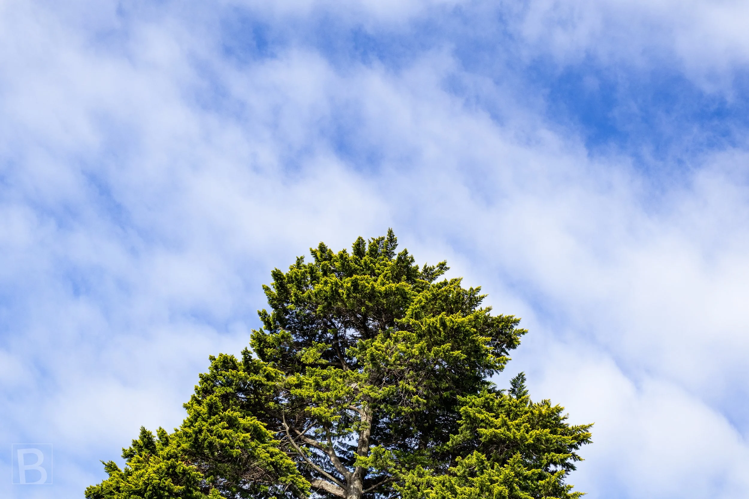 A solitary tree canopy rises into open sky, reducing the landscape to a
quiet meeting of foliage, cloud and blue.