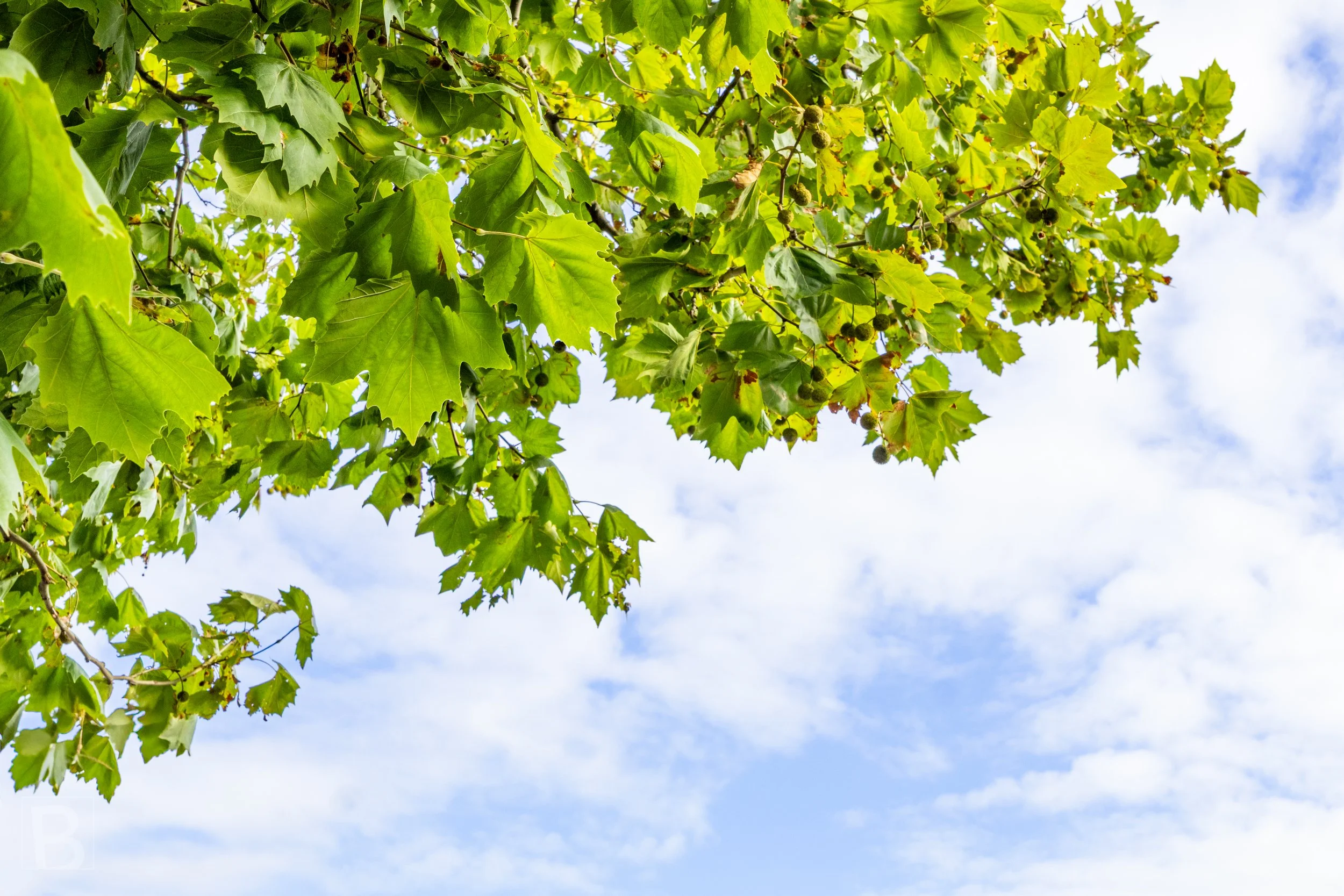 A fringe of sunlit leaves turns a simple upward glance into a study of
colour, light and open space.