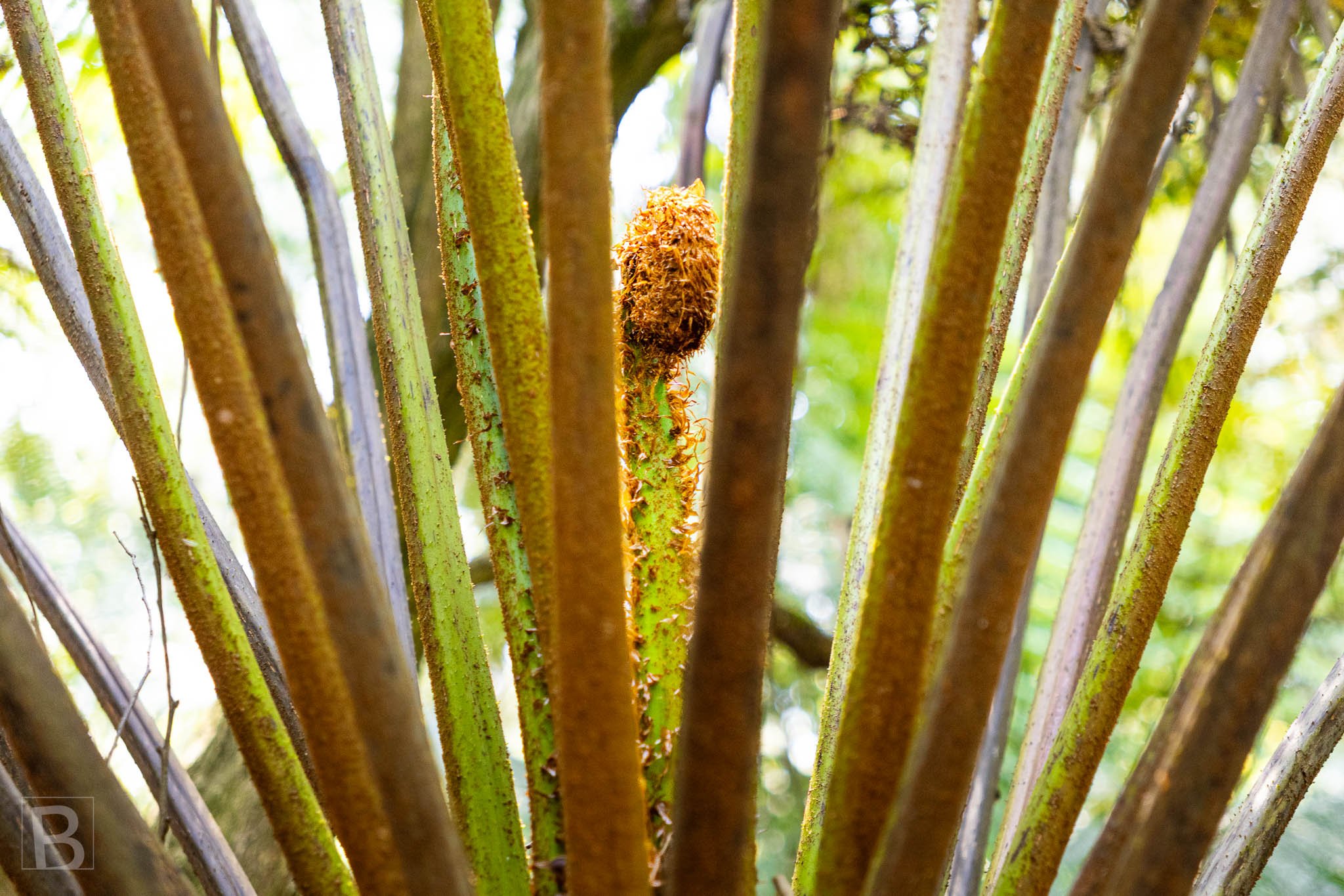 The repeating stems of a tree fern create a natural architecture
around the textured curl of new growth.