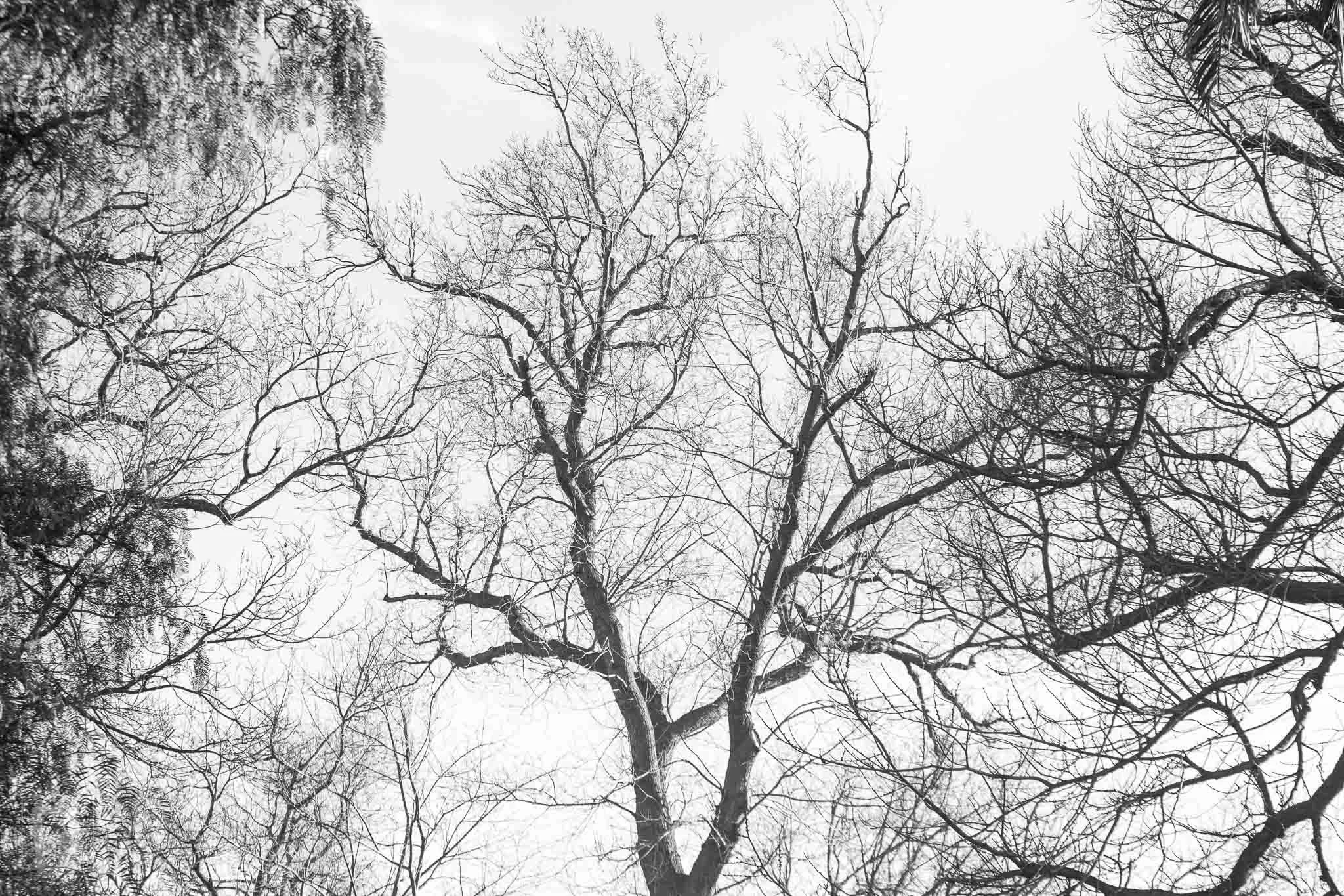 Leafless branches form a delicate natural lattice, revealing pattern
and complexity within an otherwise quiet winter canopy.