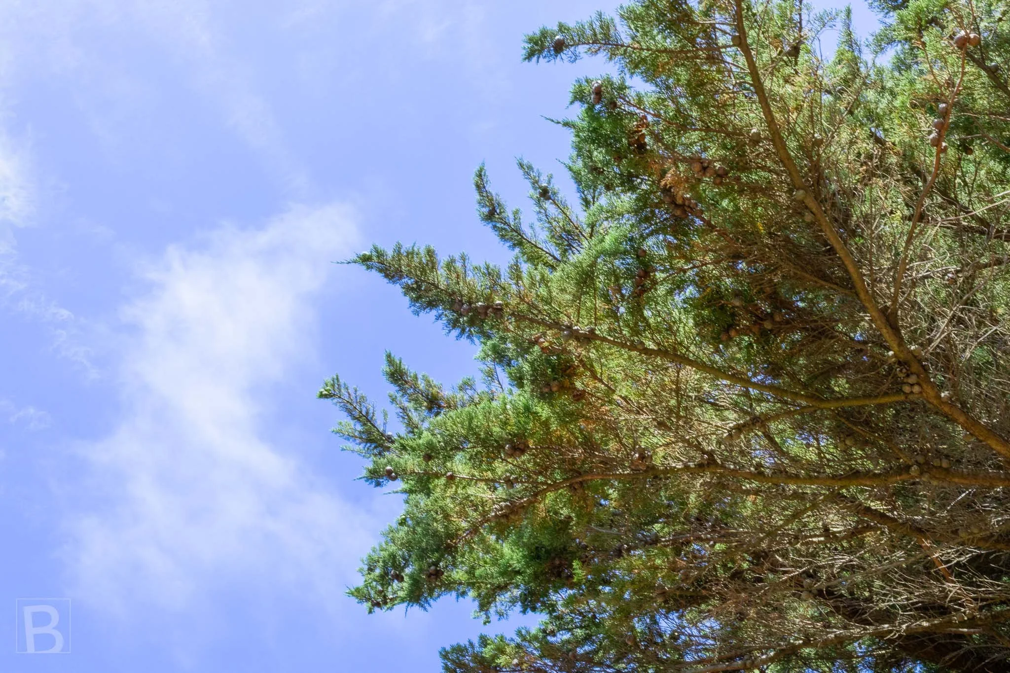 Wind-shaped evergreen branches reach into open sky, creating a
simple study of movement, texture and coastal character.
