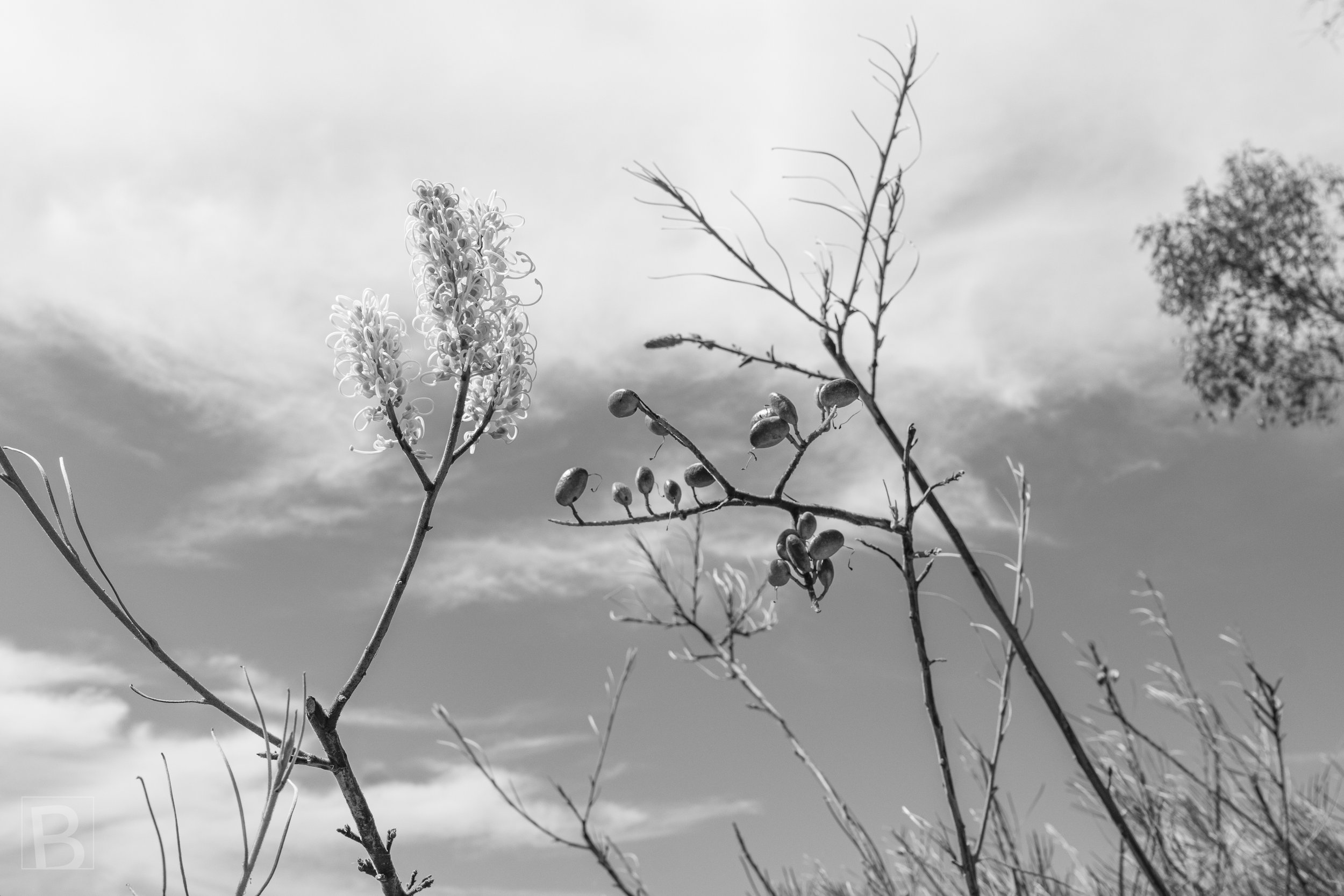 Fine stems and seed heads become a spare natural drawing against
the sky, celebrating forms easily passed without notice.
