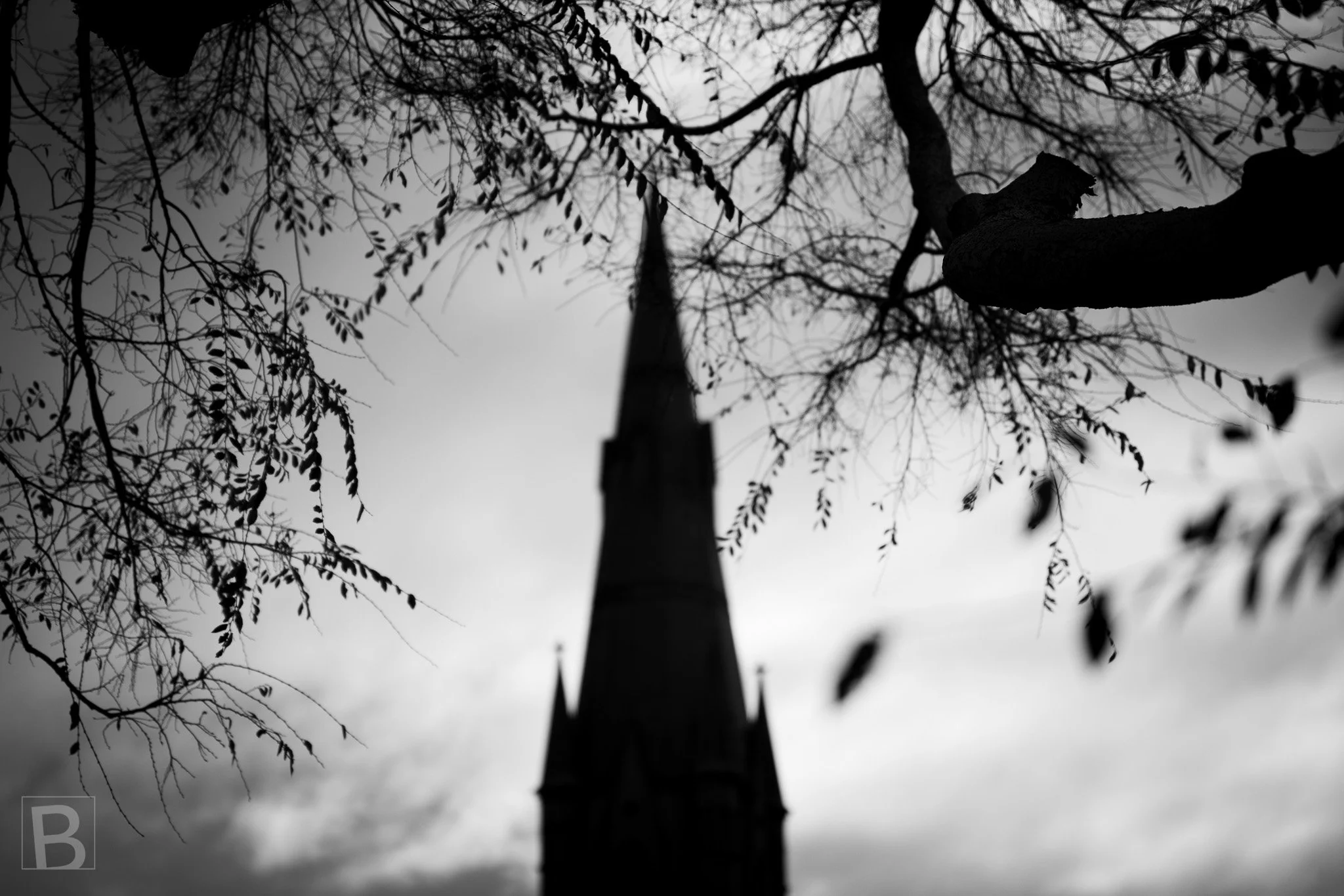 Black and white photograph of a Gothic church spire in Brighton, Melbourne, partially framed by dark tree
branches.