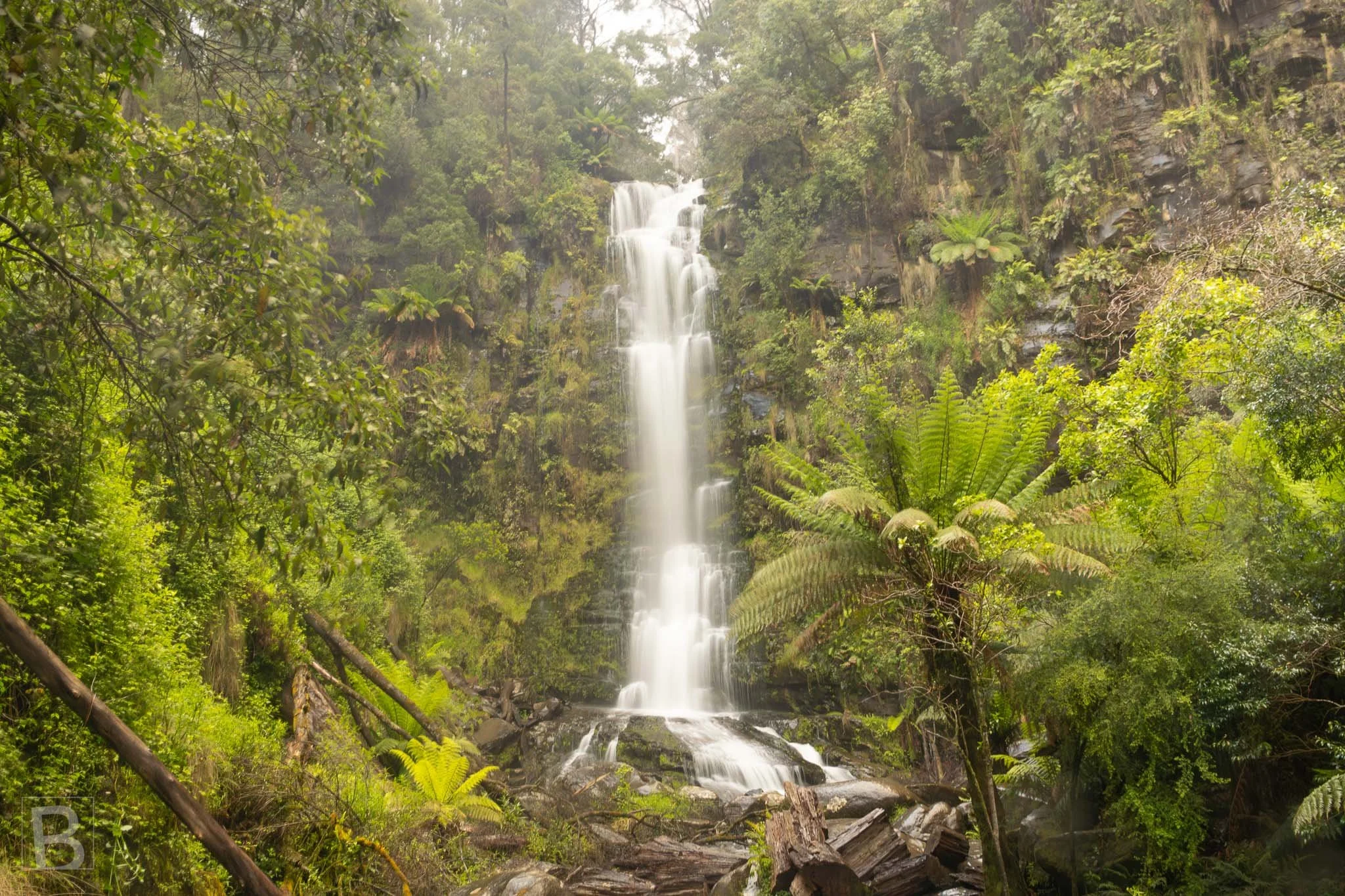 A luminous waterfall slips through layers of temperate rainforest,
surrounded by ferns, moss and filtered light.