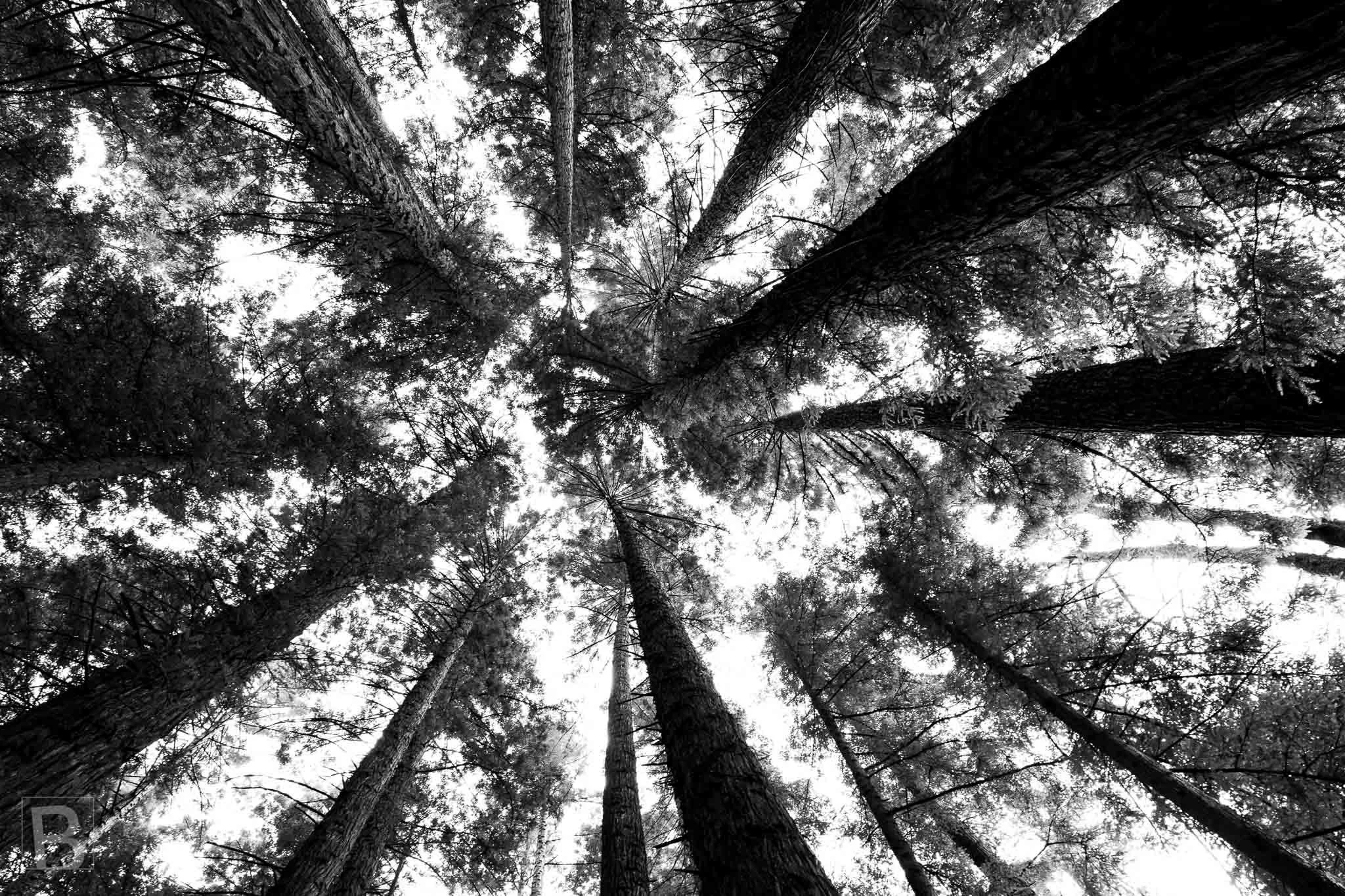 Looking upward transforms the forest into a radial composition of
trunks, foliage and luminous sky.