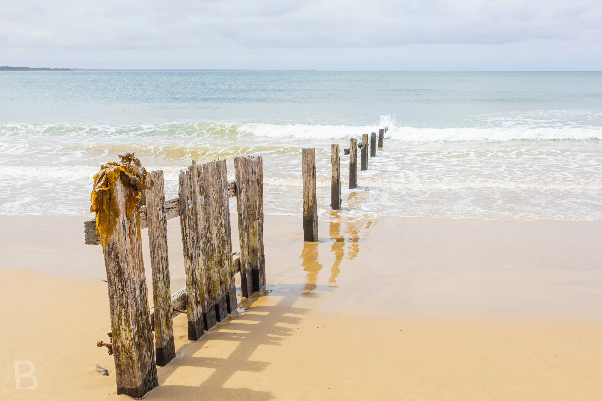 A broken line of weathered posts reaches into the sea, recording an
earlier attempt to manage sand, tide and shoreline movement.
