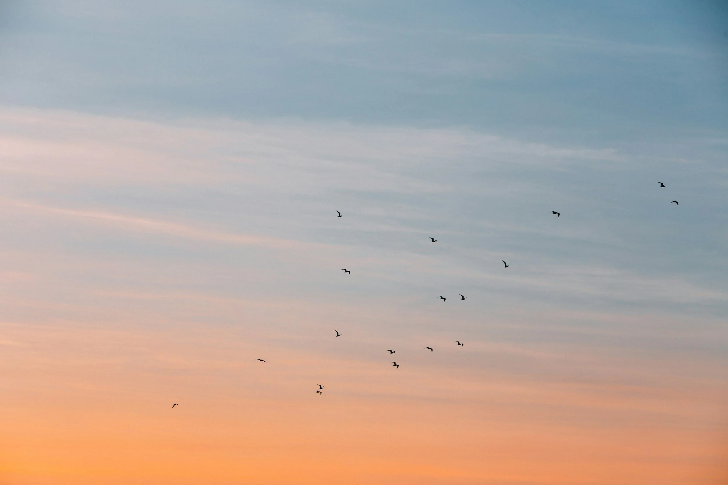 A flock of birds flying in a V formation across a sky at sunset with soft pastel colors.