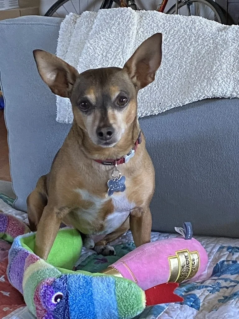 A small brown dog with large ears and a red collar sitting on a colorful blanket with a plush toy shaped like a rainbow fish in front of it. The dog is in a cozy living room setting.