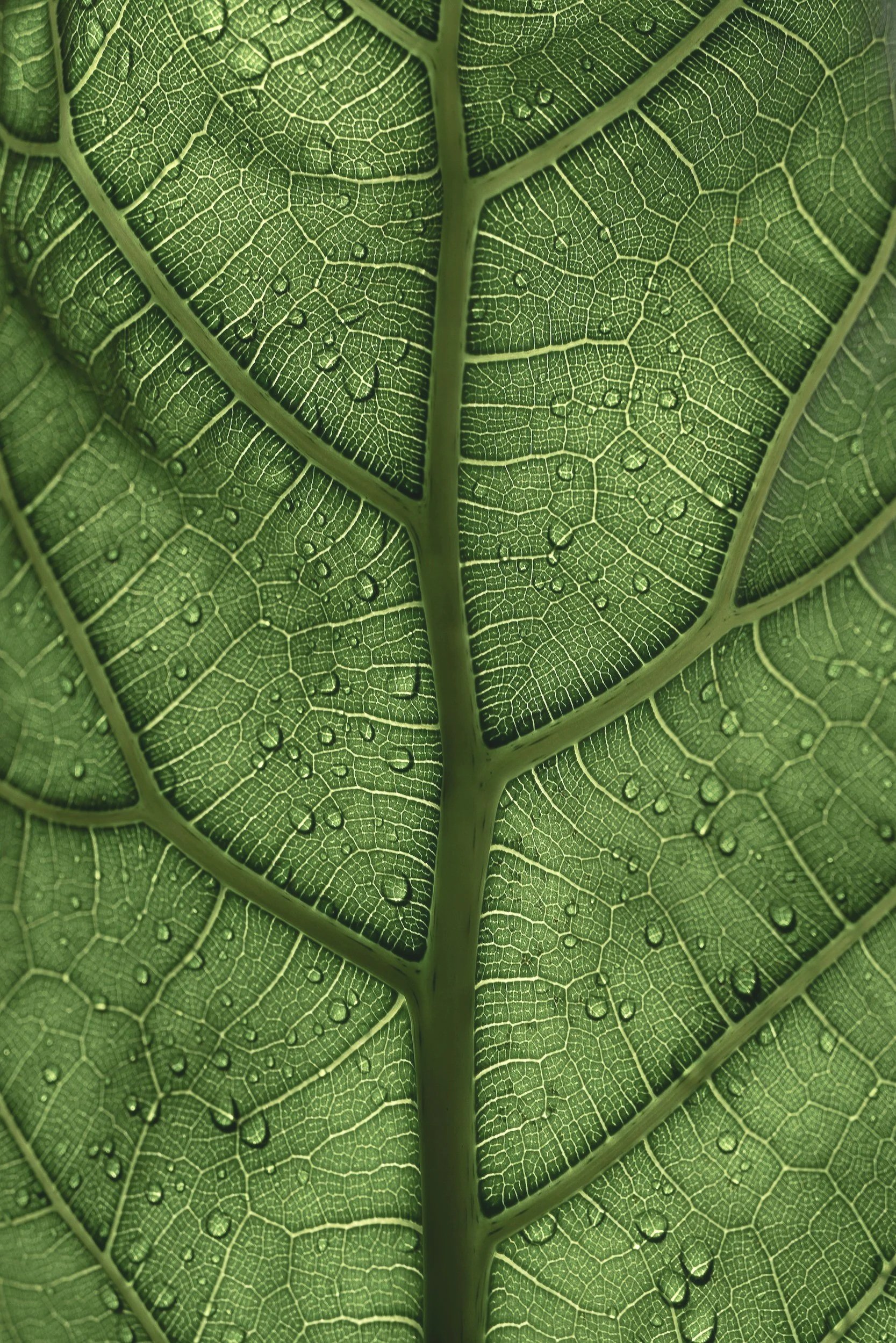 Close-up of a green leaf showing detailed veins and small water droplets.