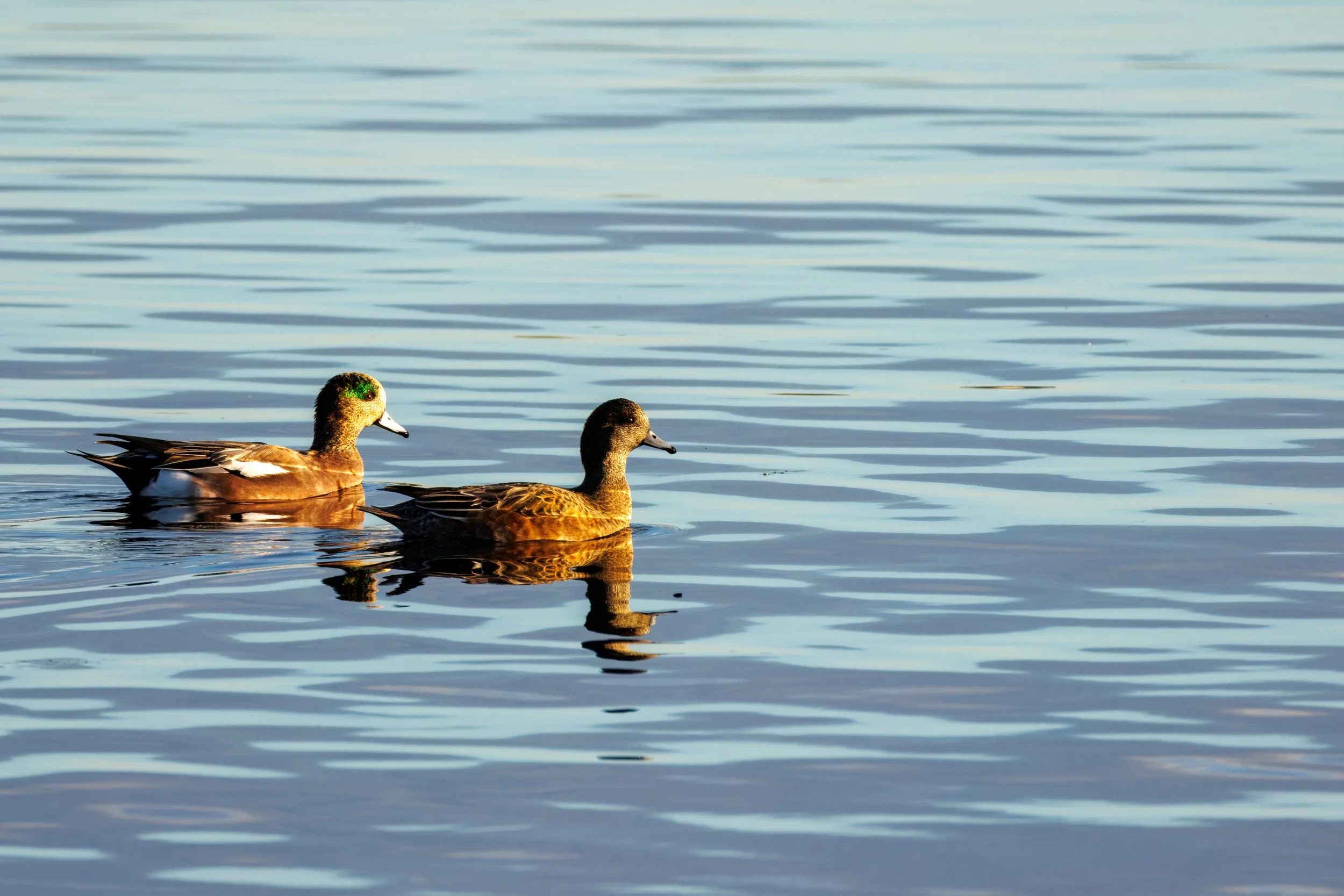 Wigeons Fill_Full JPG_Edited_20260903.jpg