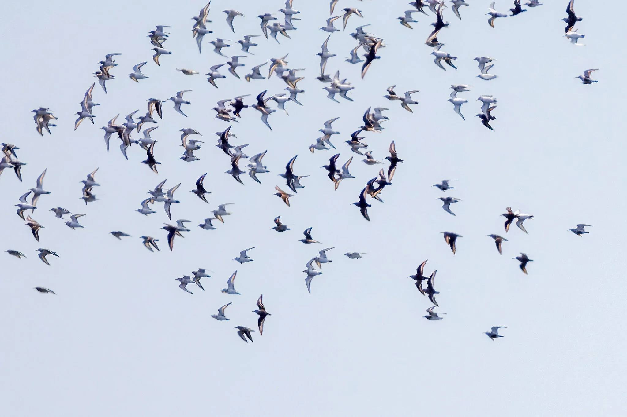 Shorebirds Flying CT_Full JPG_Edited_20260903.jpg