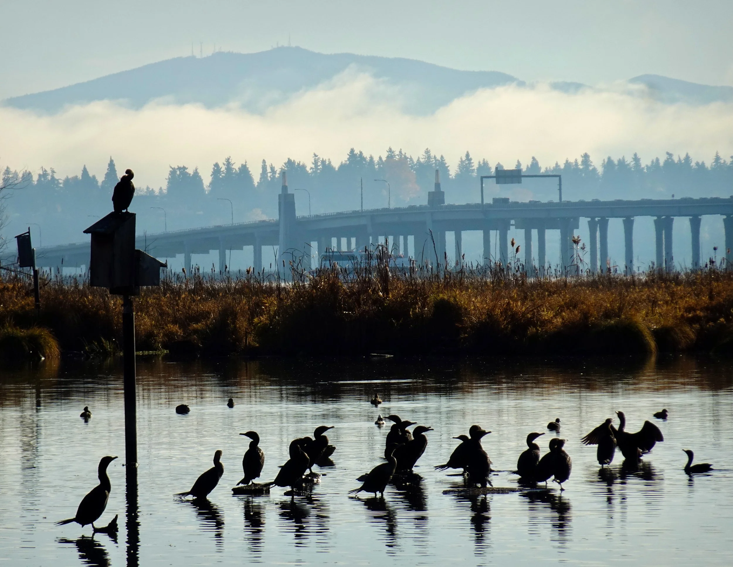 Cormorants Fill USE_FULL JPGS_Edited 2060903.jpg