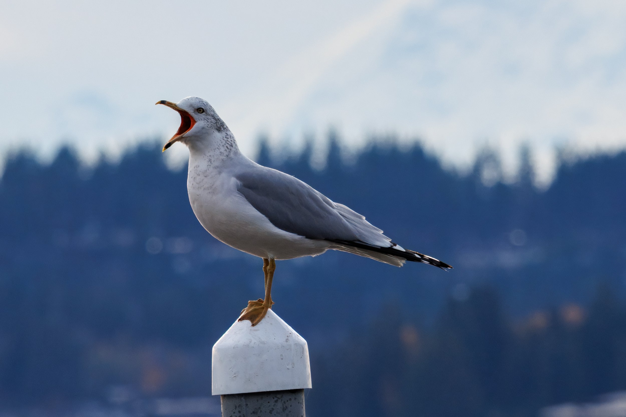 Gull Magnuson_Full JPG_Edited_20260903.jpg