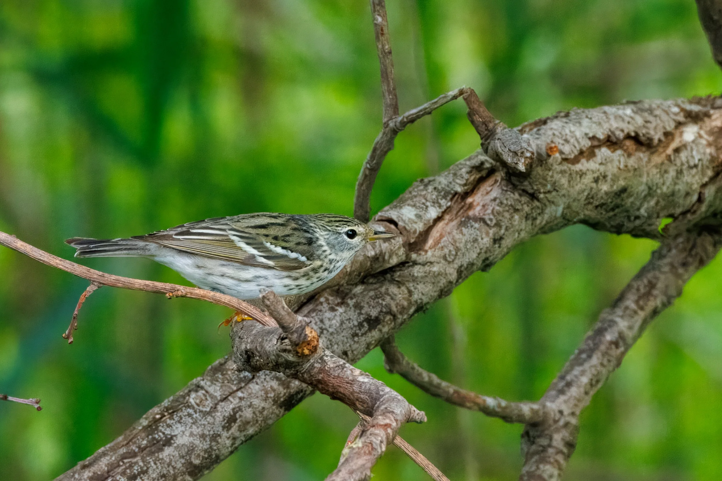 Warbler and Crow_Full JPG_Edited_20260903.jpg