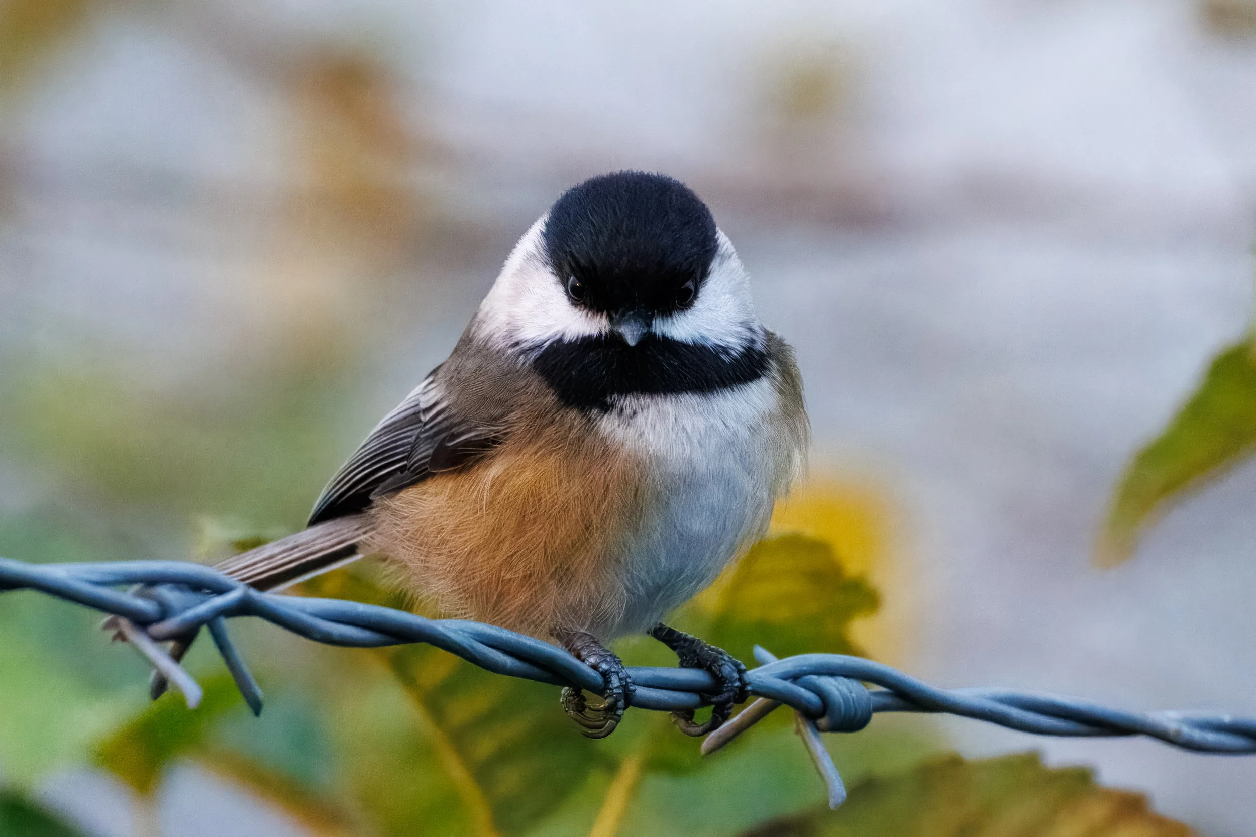 Black Capped Claws_Full JPG_Edited_20260903.jpg