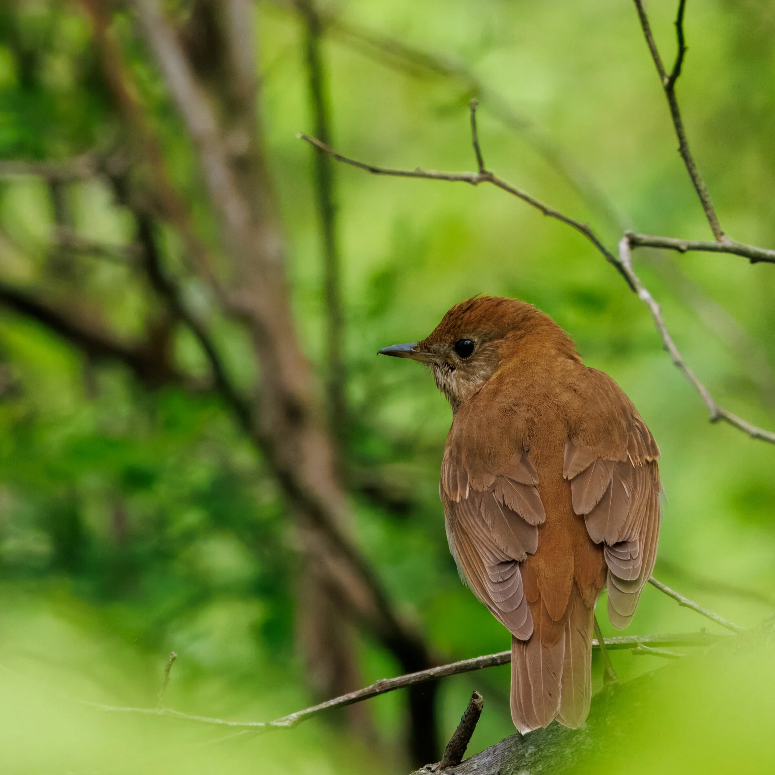 Veery_Full JPG_Edited_20260903.jpg