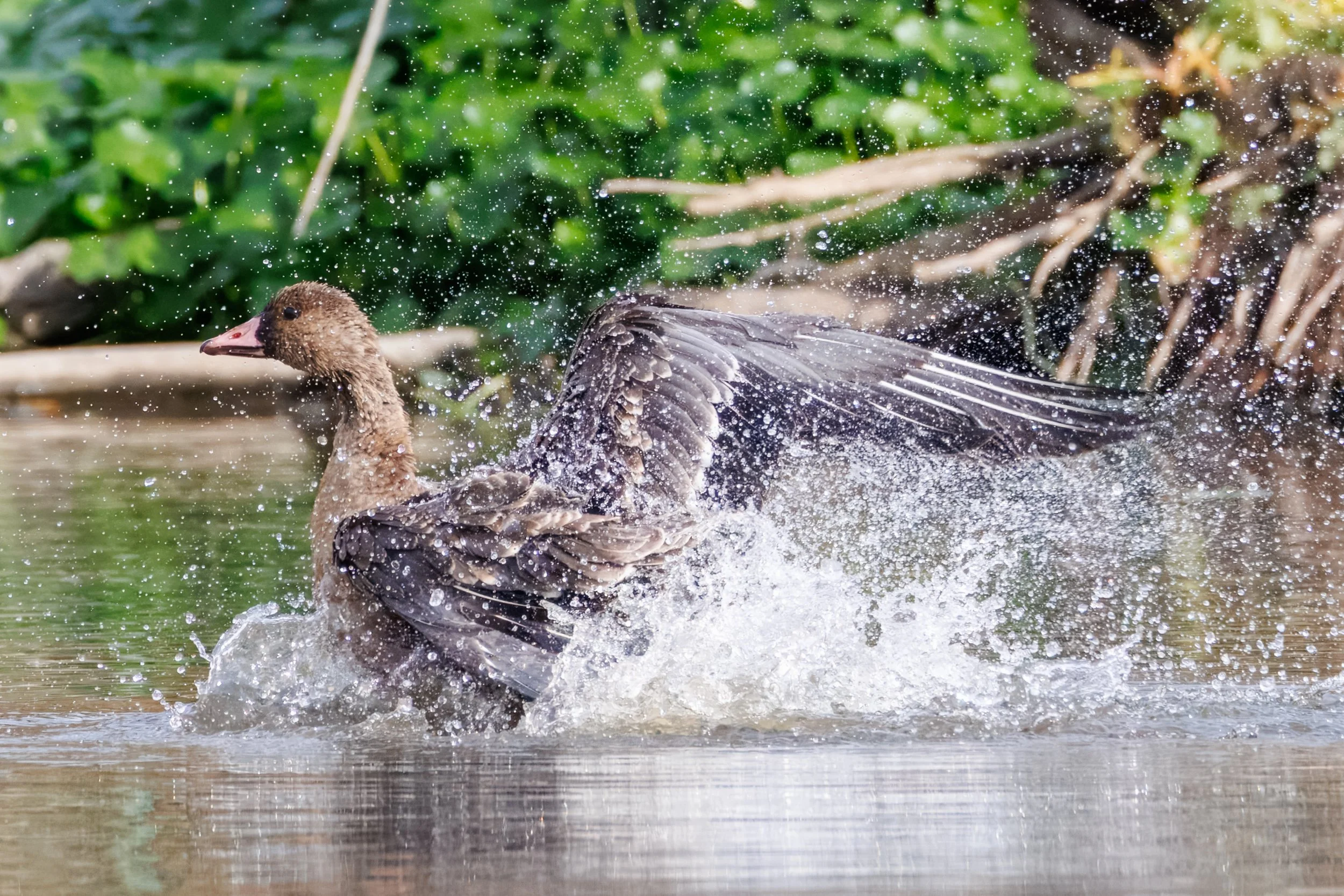 Greater Goose Fill_Full JPG_Edited_20260903.jpg